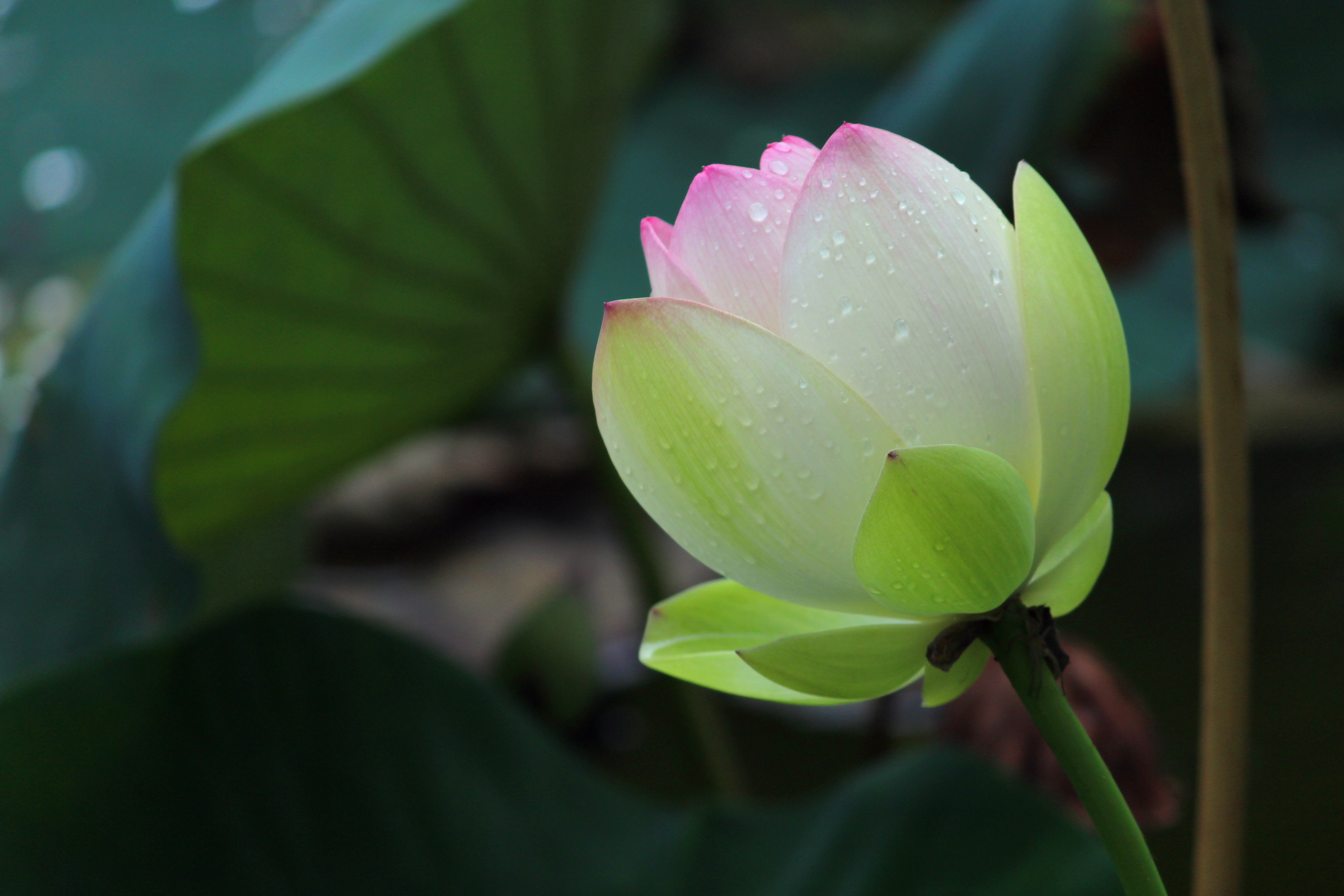 绽放 雨后 荷花 4K壁纸_11233