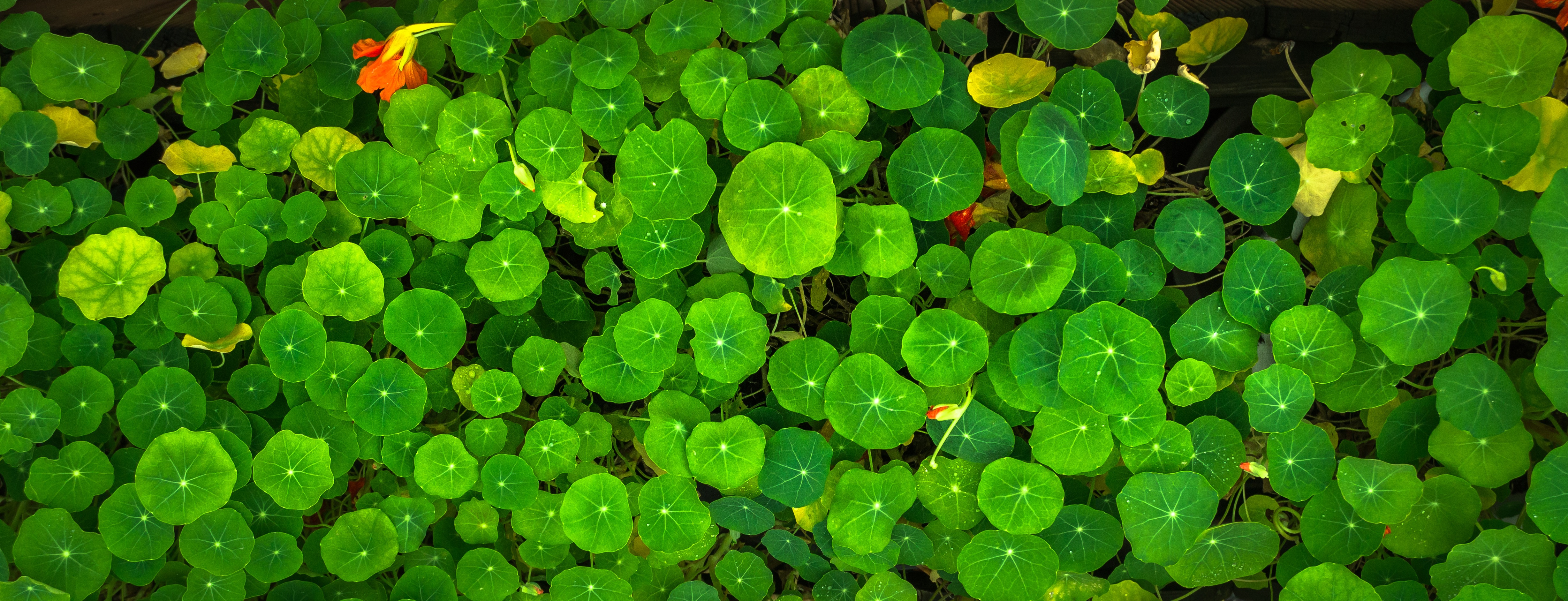 绿叶植物4K图片_7687