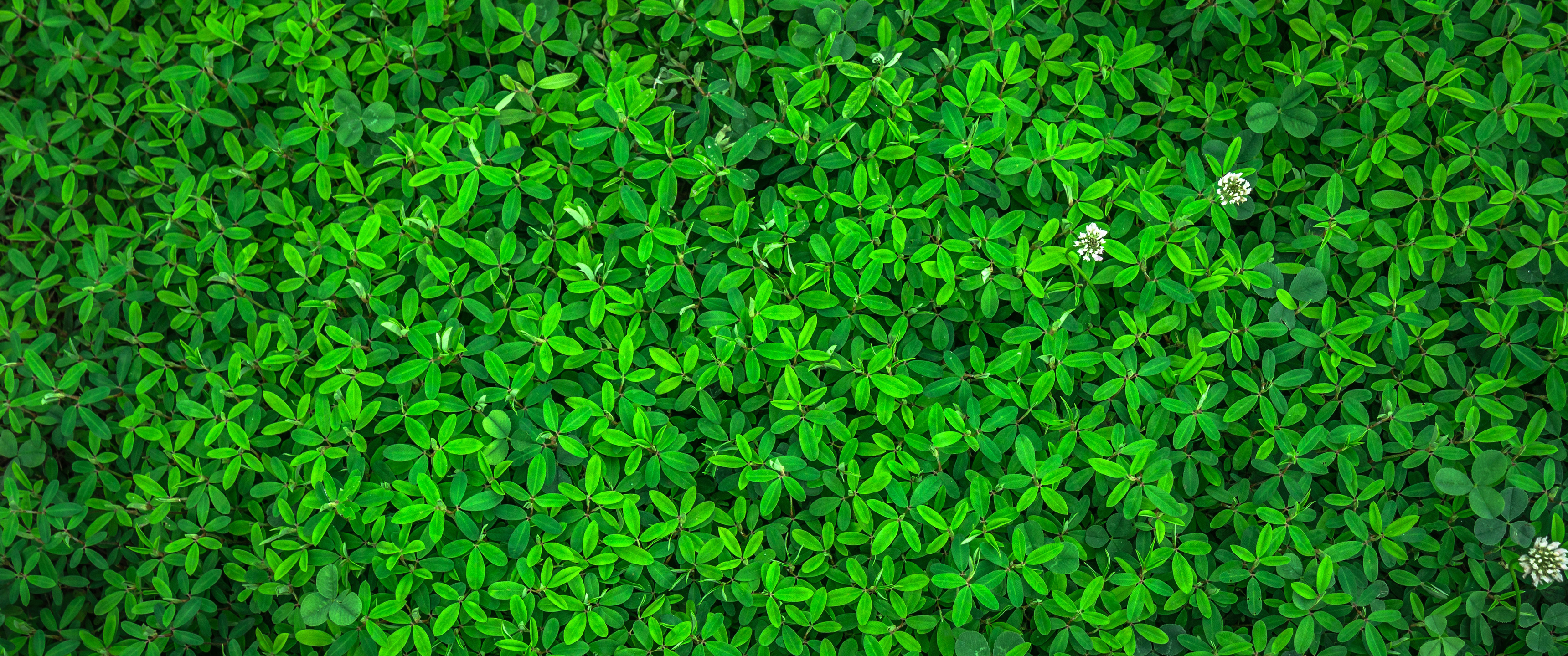 绿叶植物护眼3440x1440_17059