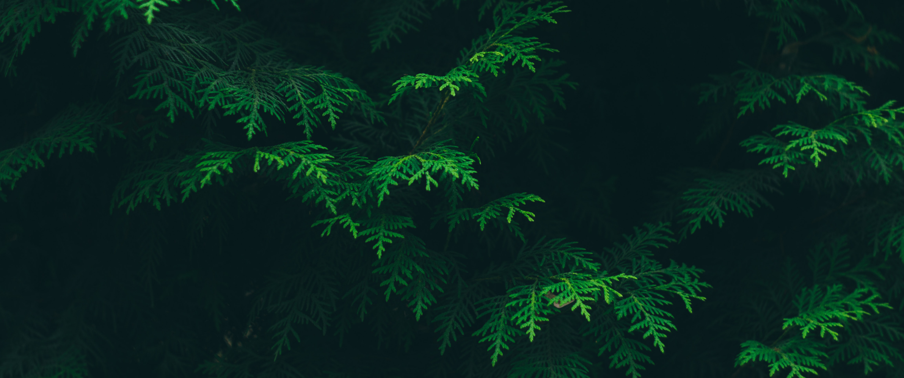 绿松叶3440x1440护眼壁_20295
