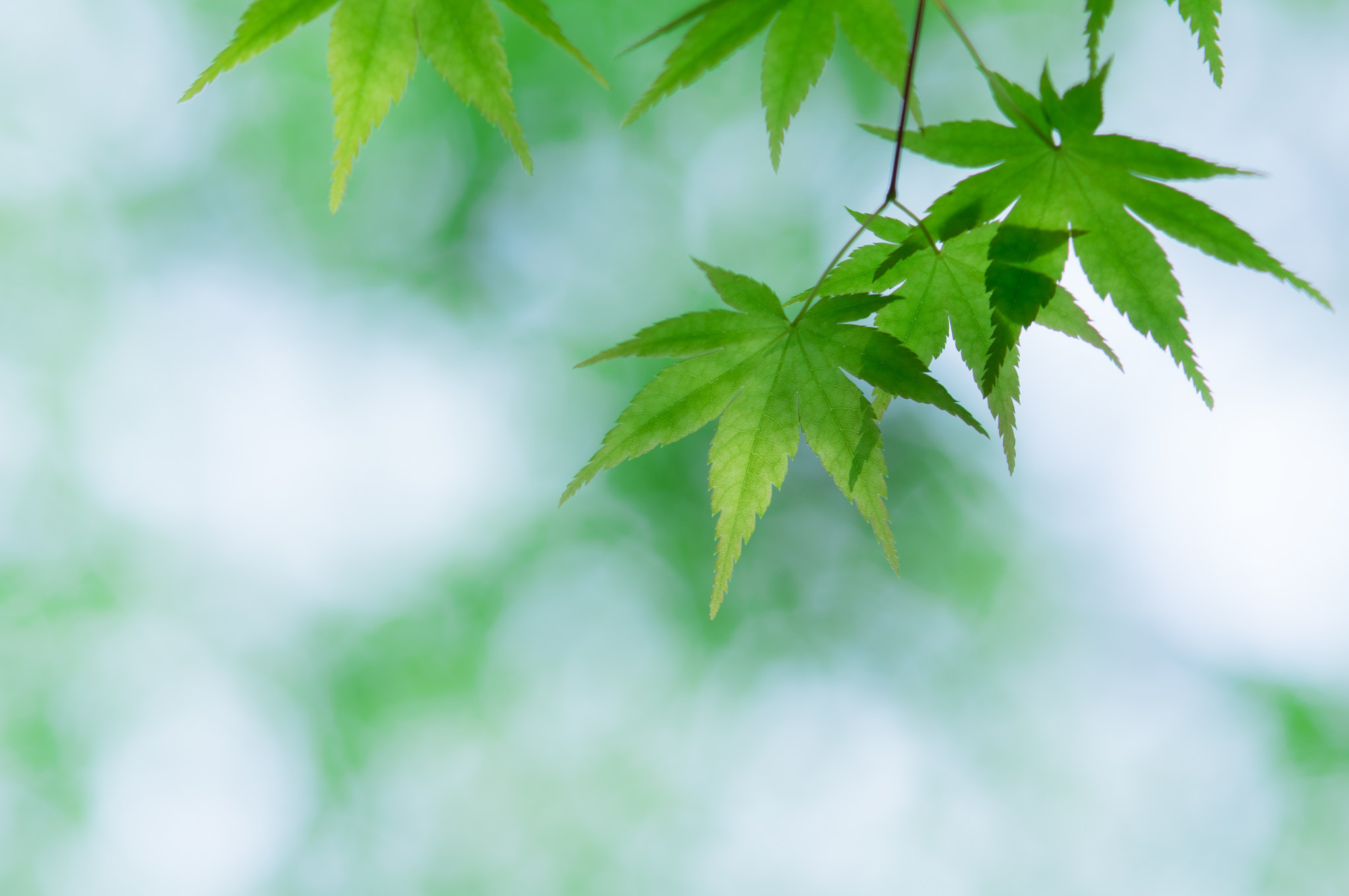 绿色枫叶高清图片_4477