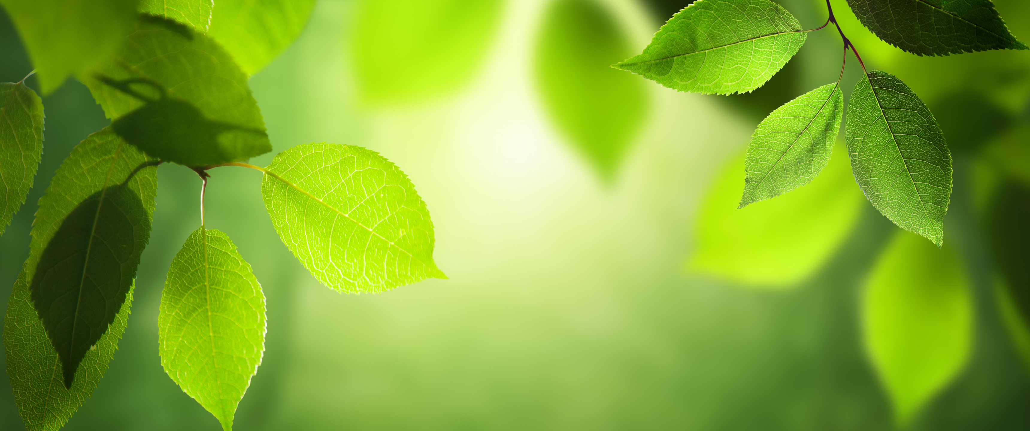 绿色树叶自然护眼3440x1_16458