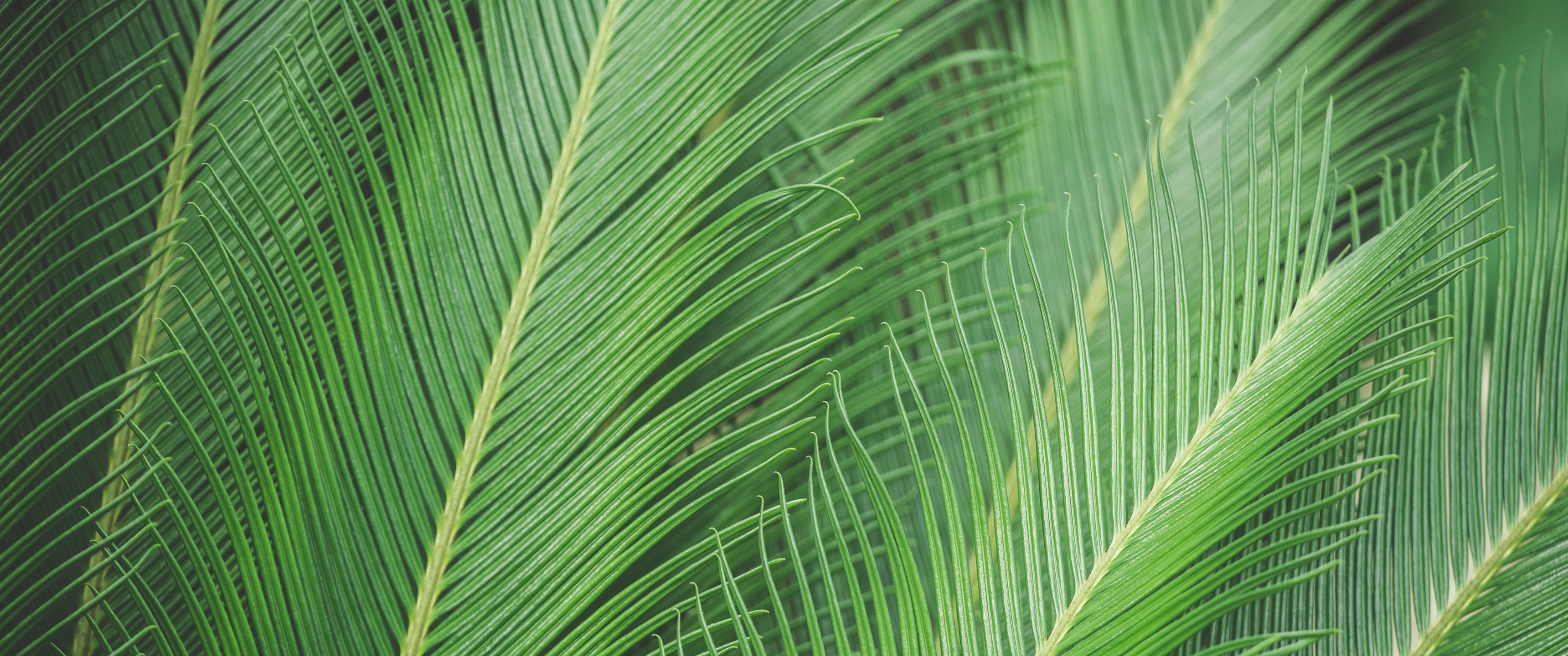绿色棕榈树叶护眼3440x1_20631
