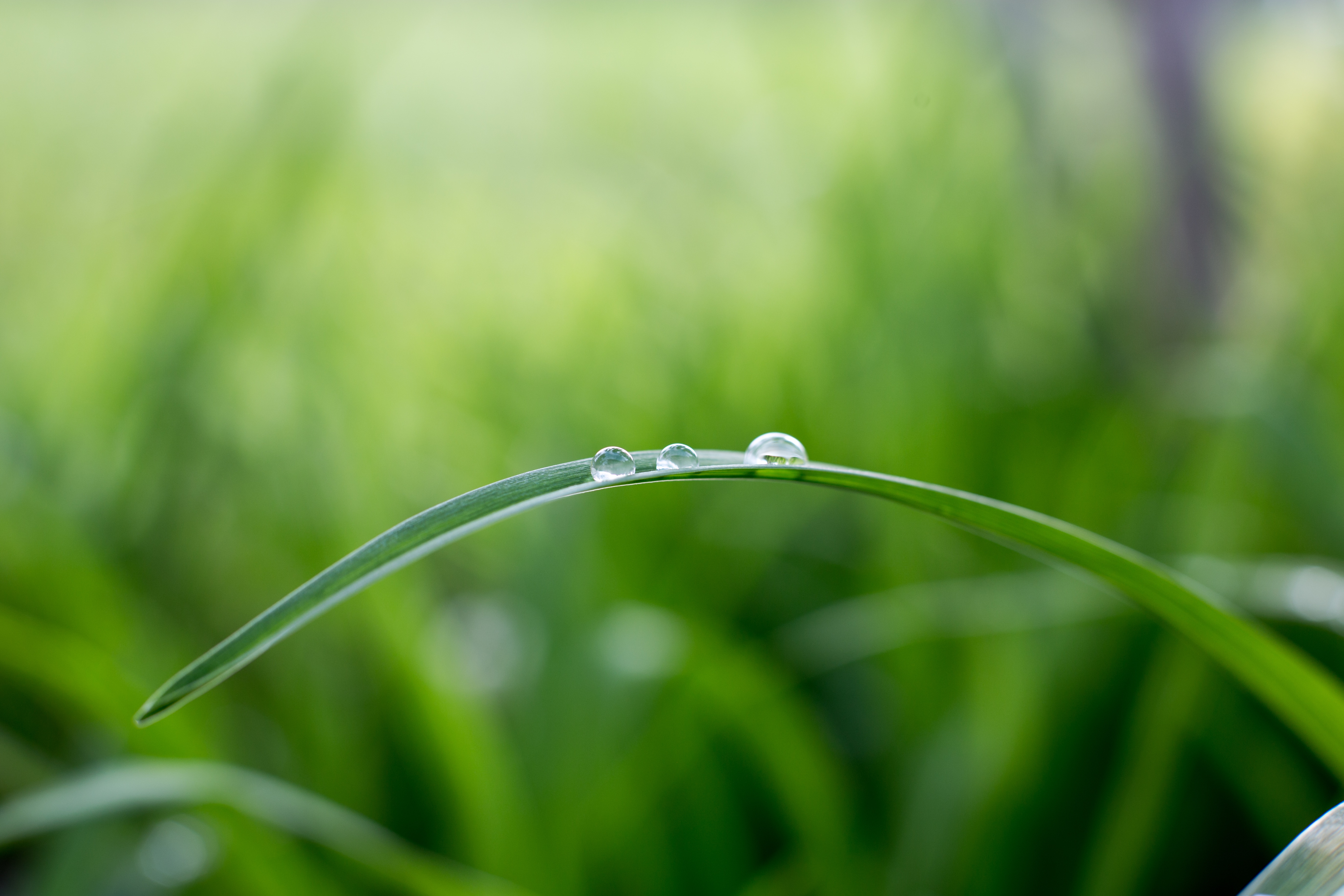 绿色植物 水滴 水珠 5K_9909