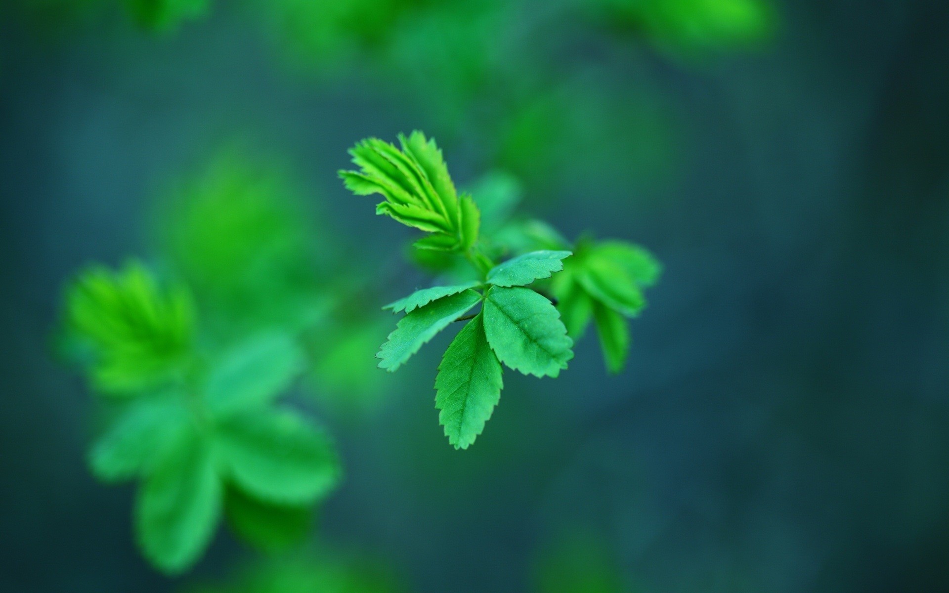 绿色植物叶子图片_4129