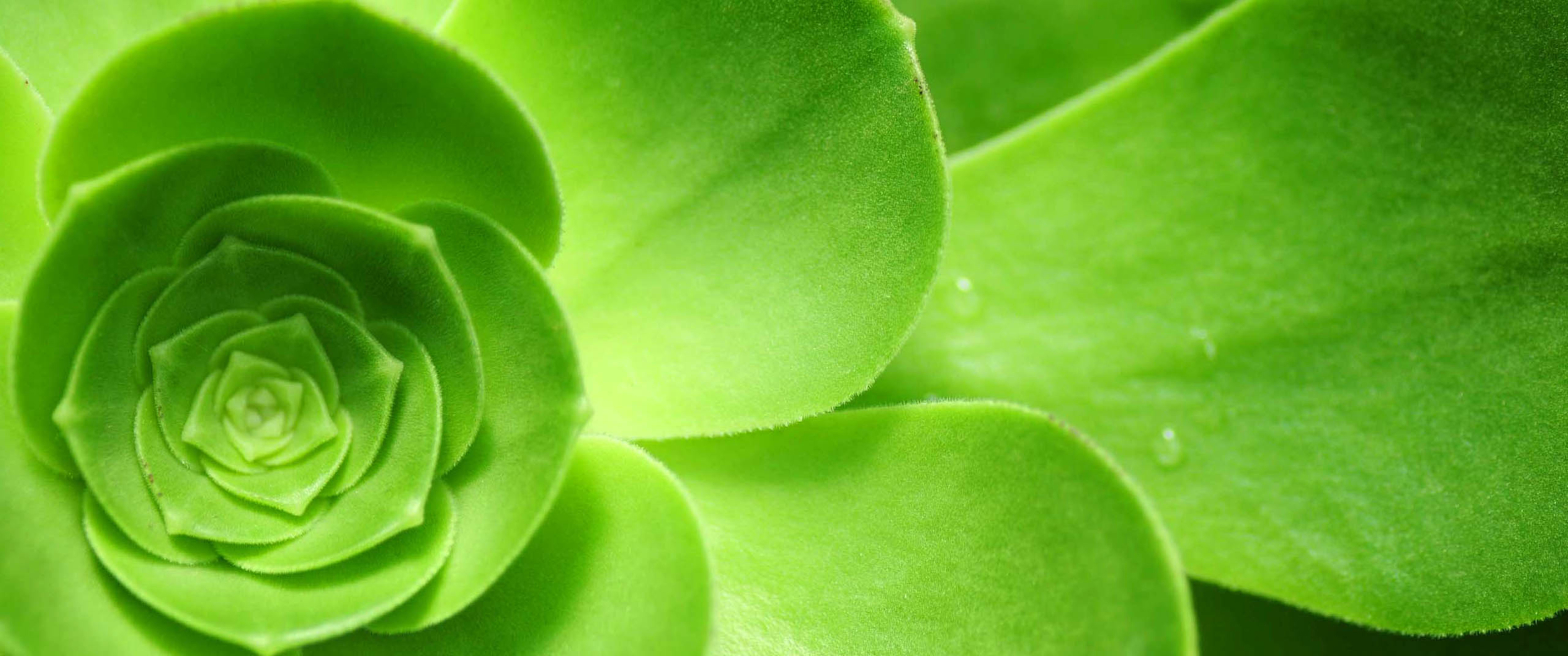 绿色植物带鱼屏3440x144_18597