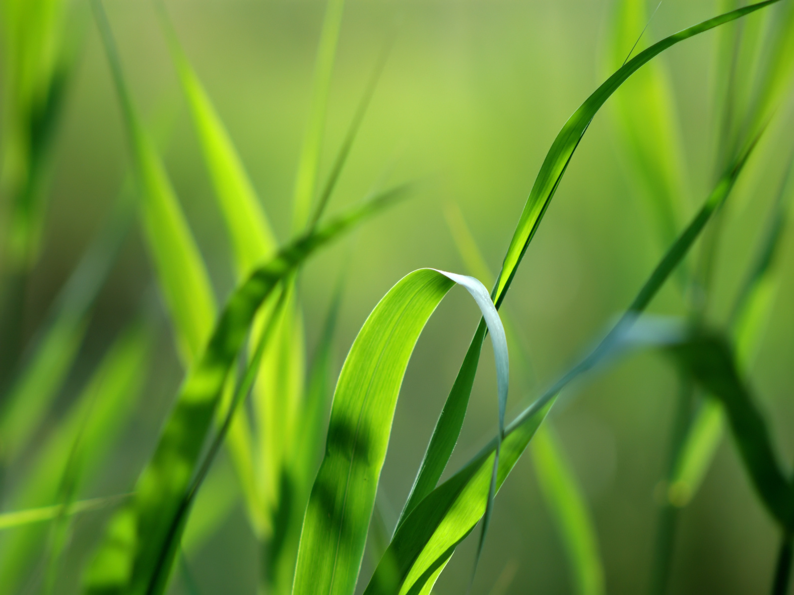 绿色植物背景图片_2971