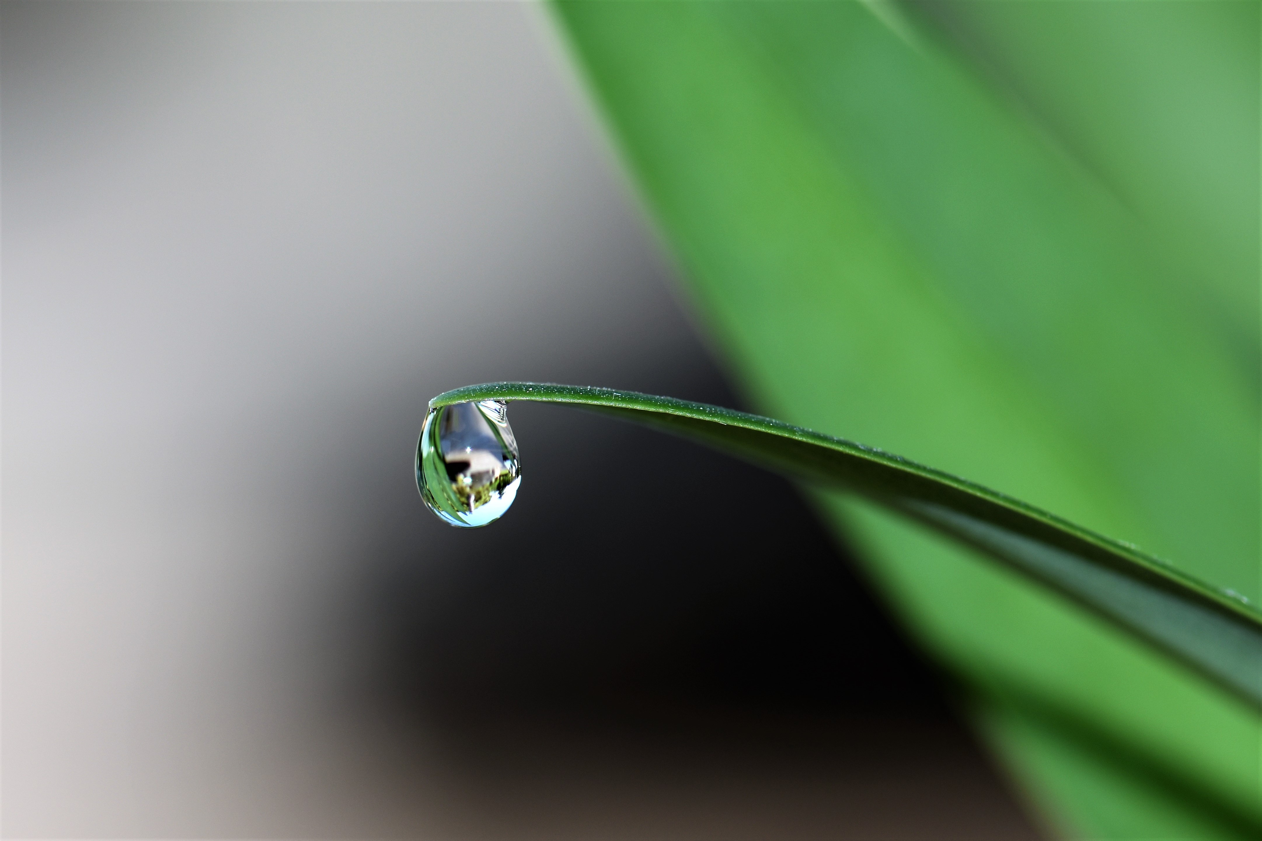 绿色的植物 水滴 4K壁纸_8743