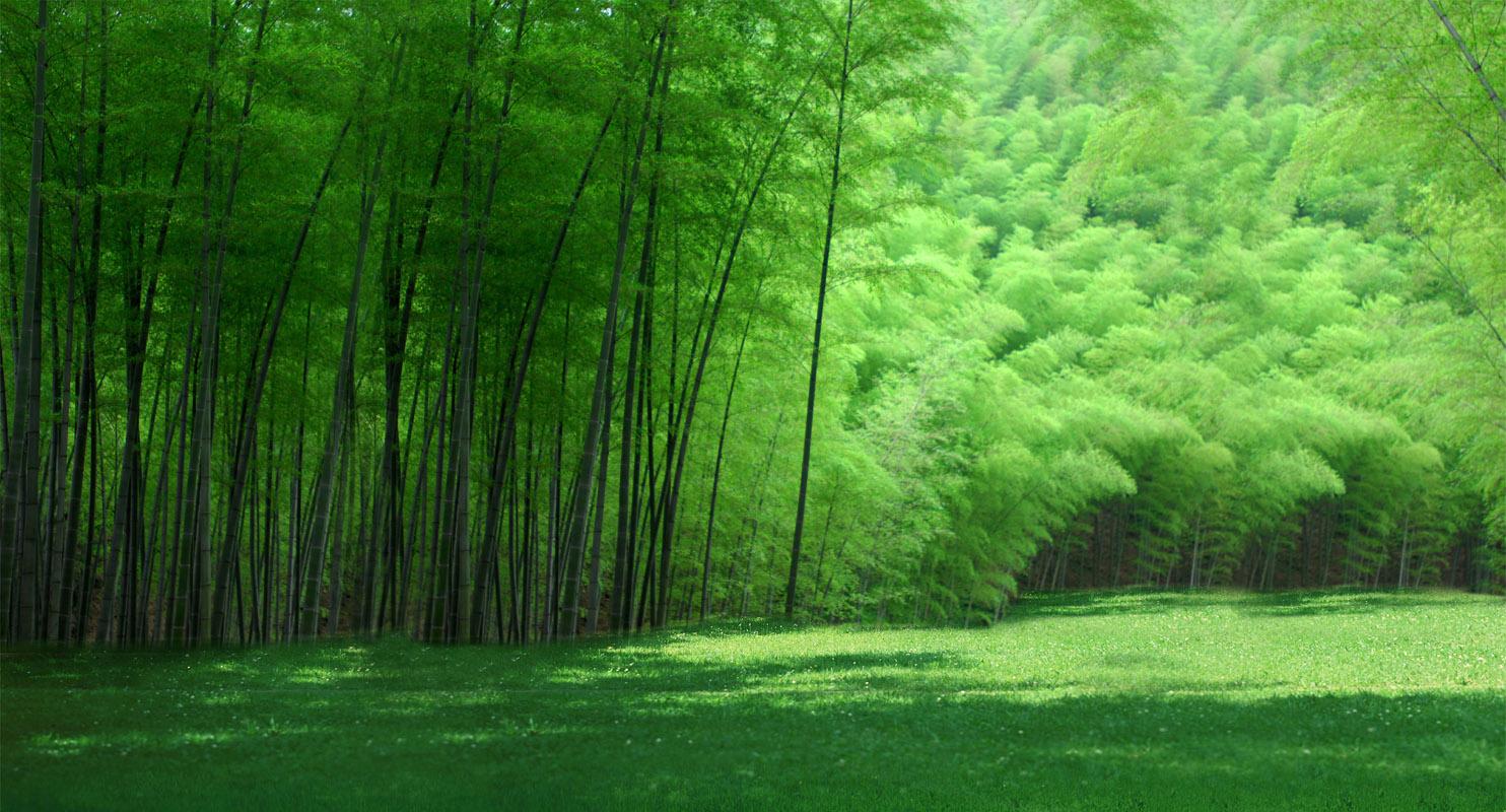 绿色竹林背景墙图片_4301