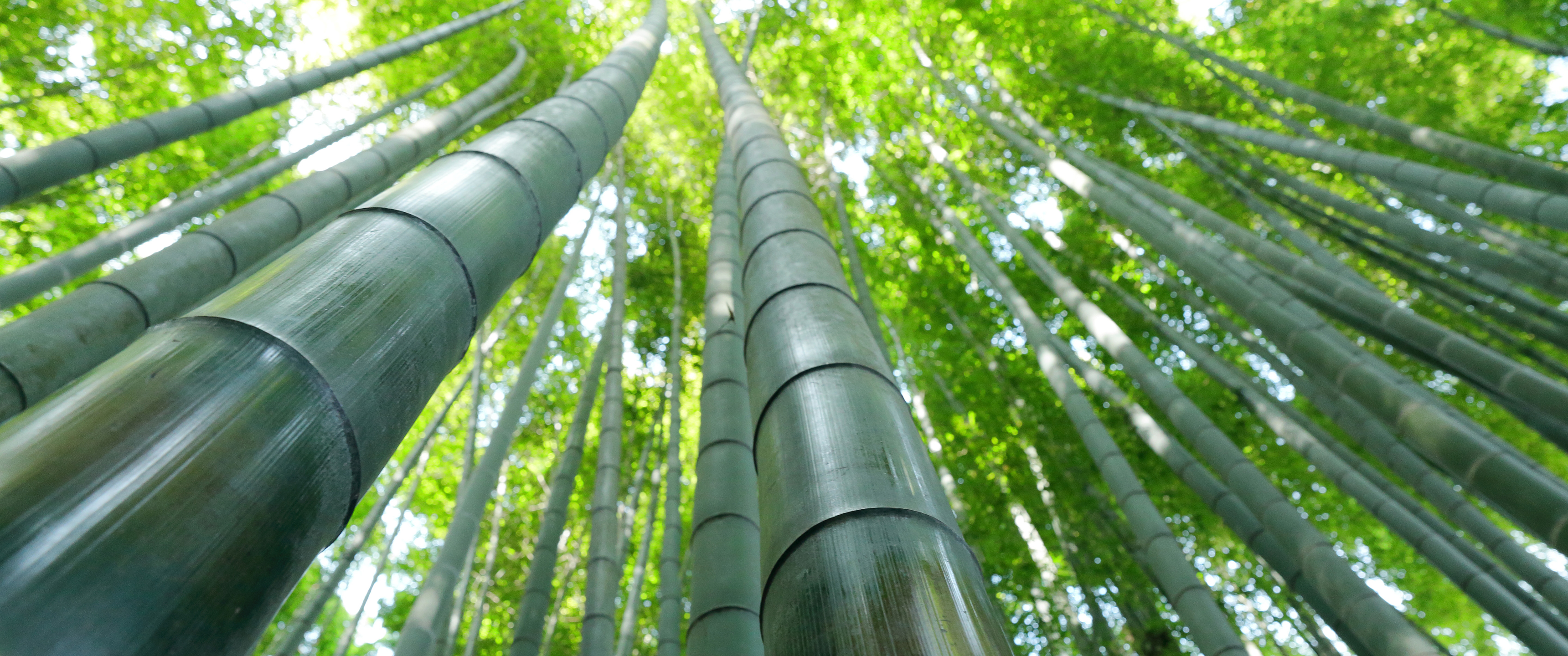 绿色竹林风景3440x1440_14599
