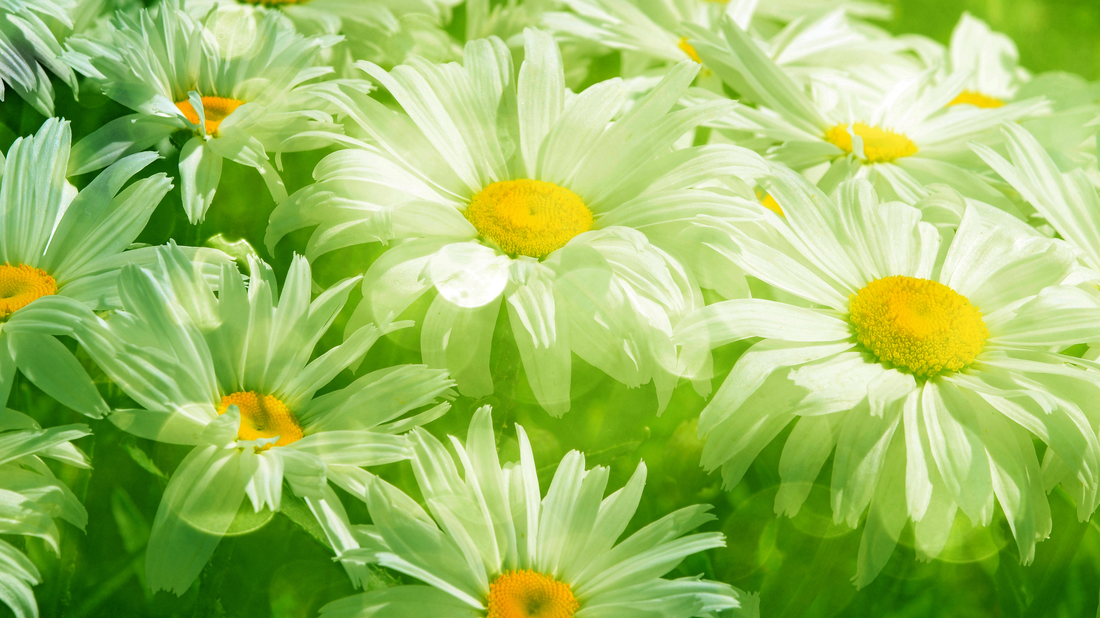 美丽,春天,草,叶子,鲜花