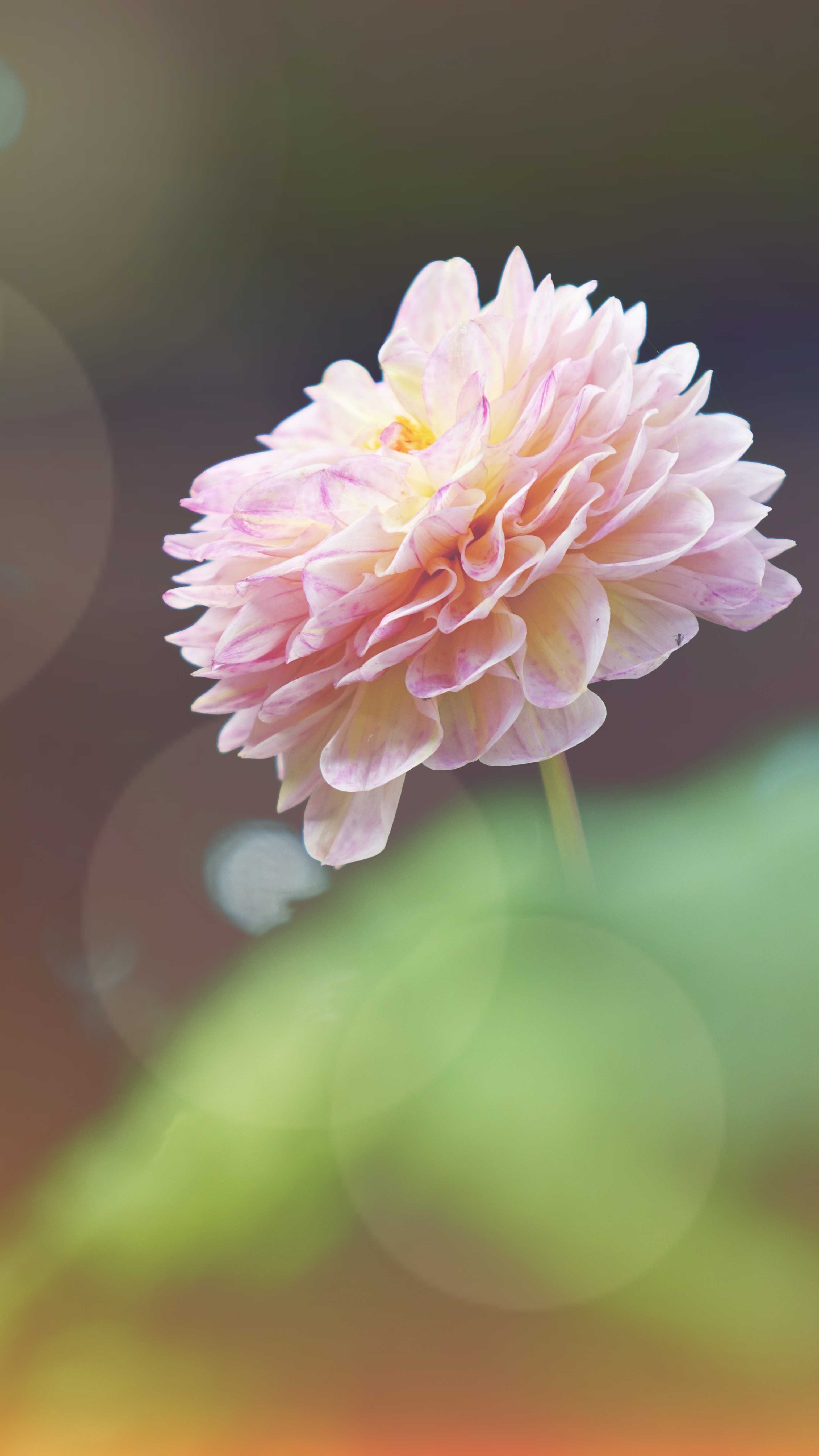 美丽的花背景竖图_10461