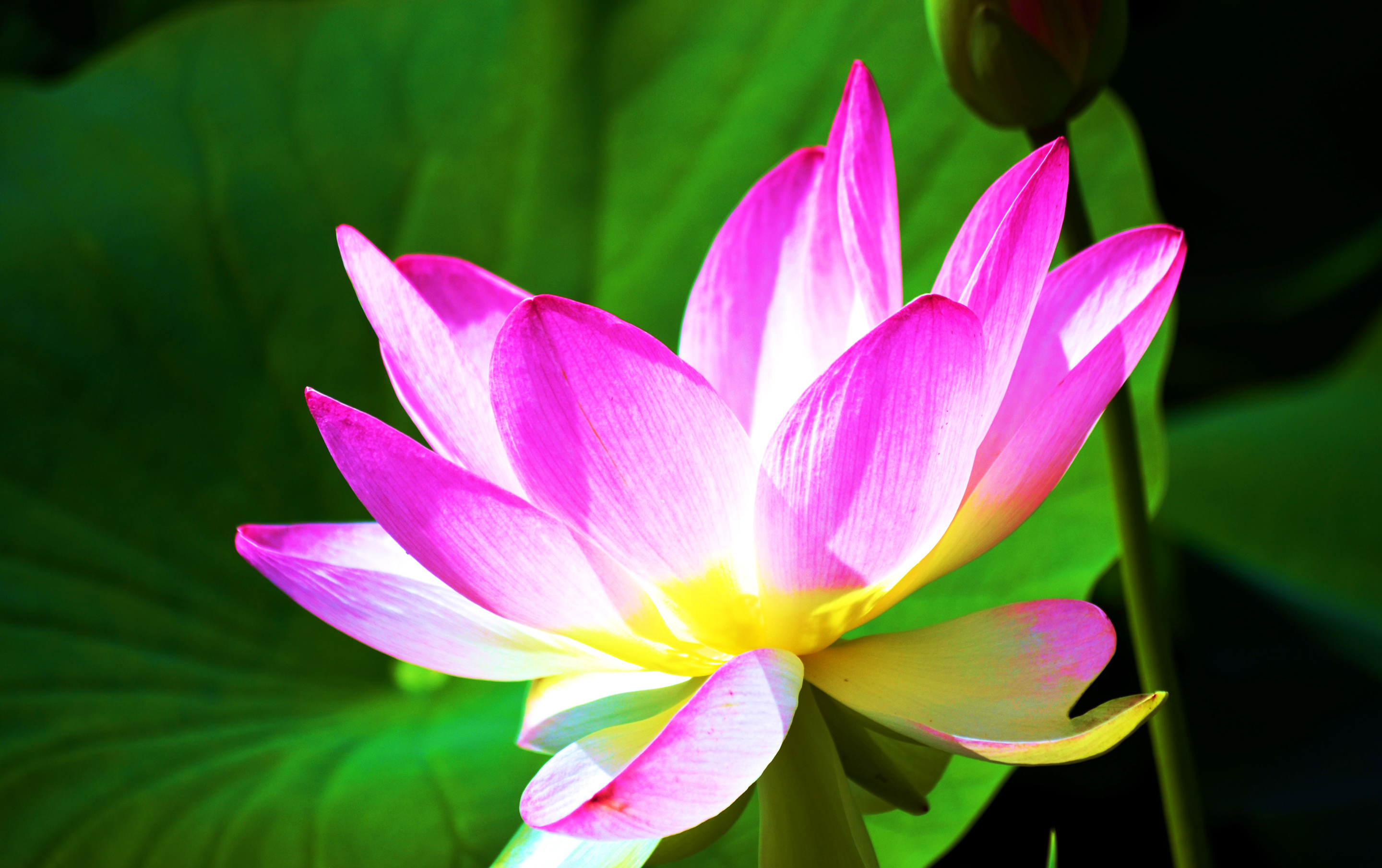 美丽的莲花花瓣叶子图片_3712