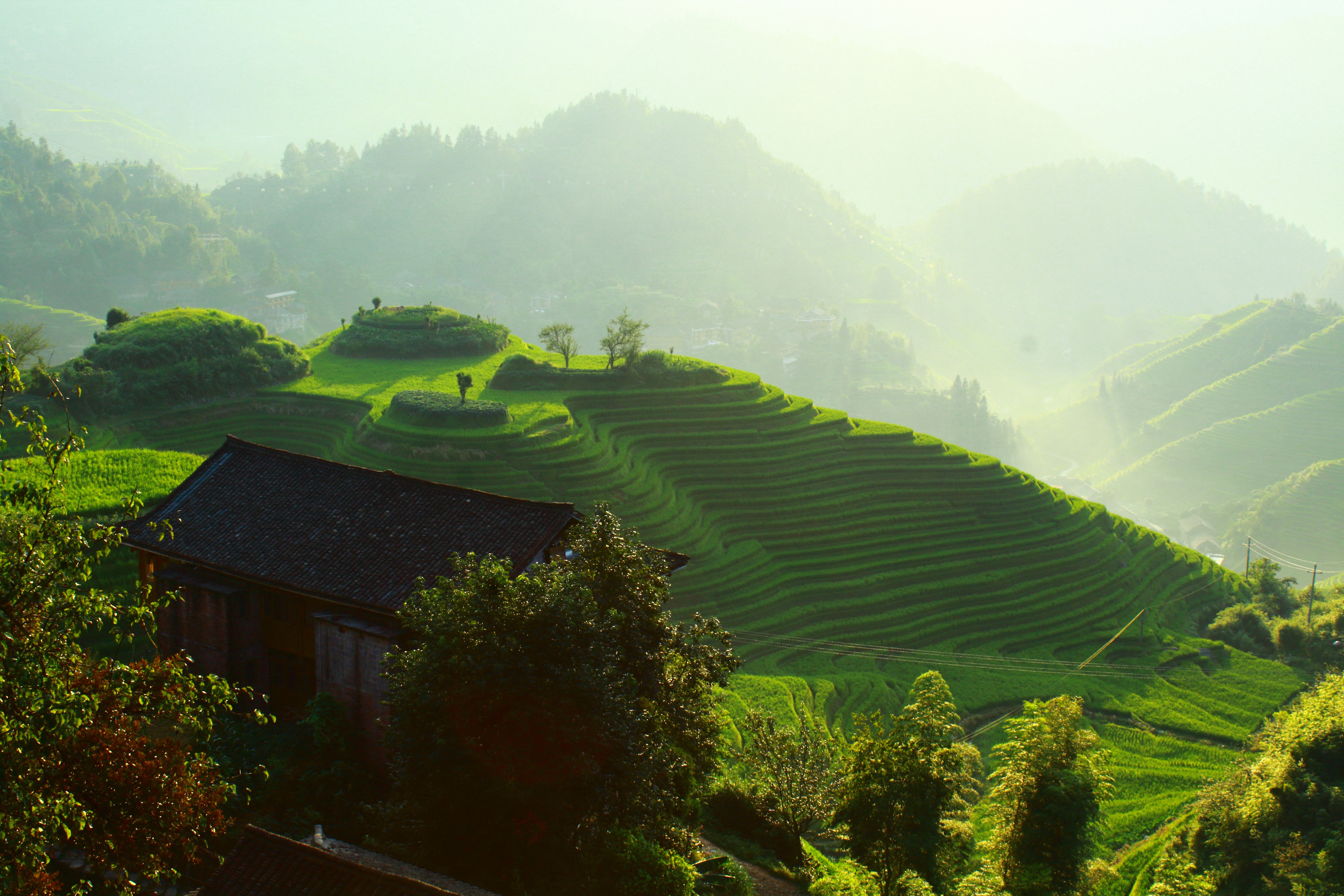 茂盛的梯田风景5k图片_6502