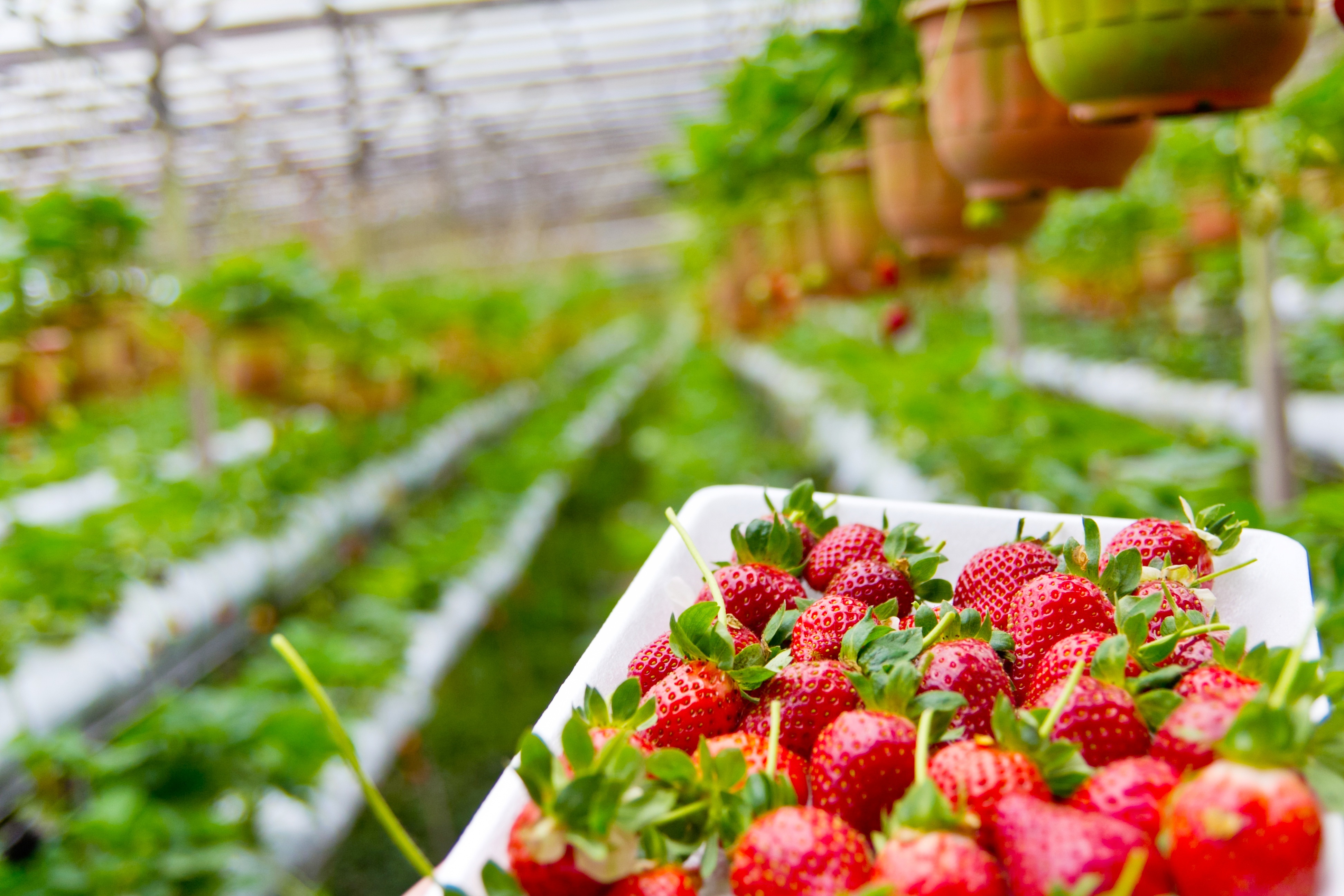 草莓园4k图片_5566