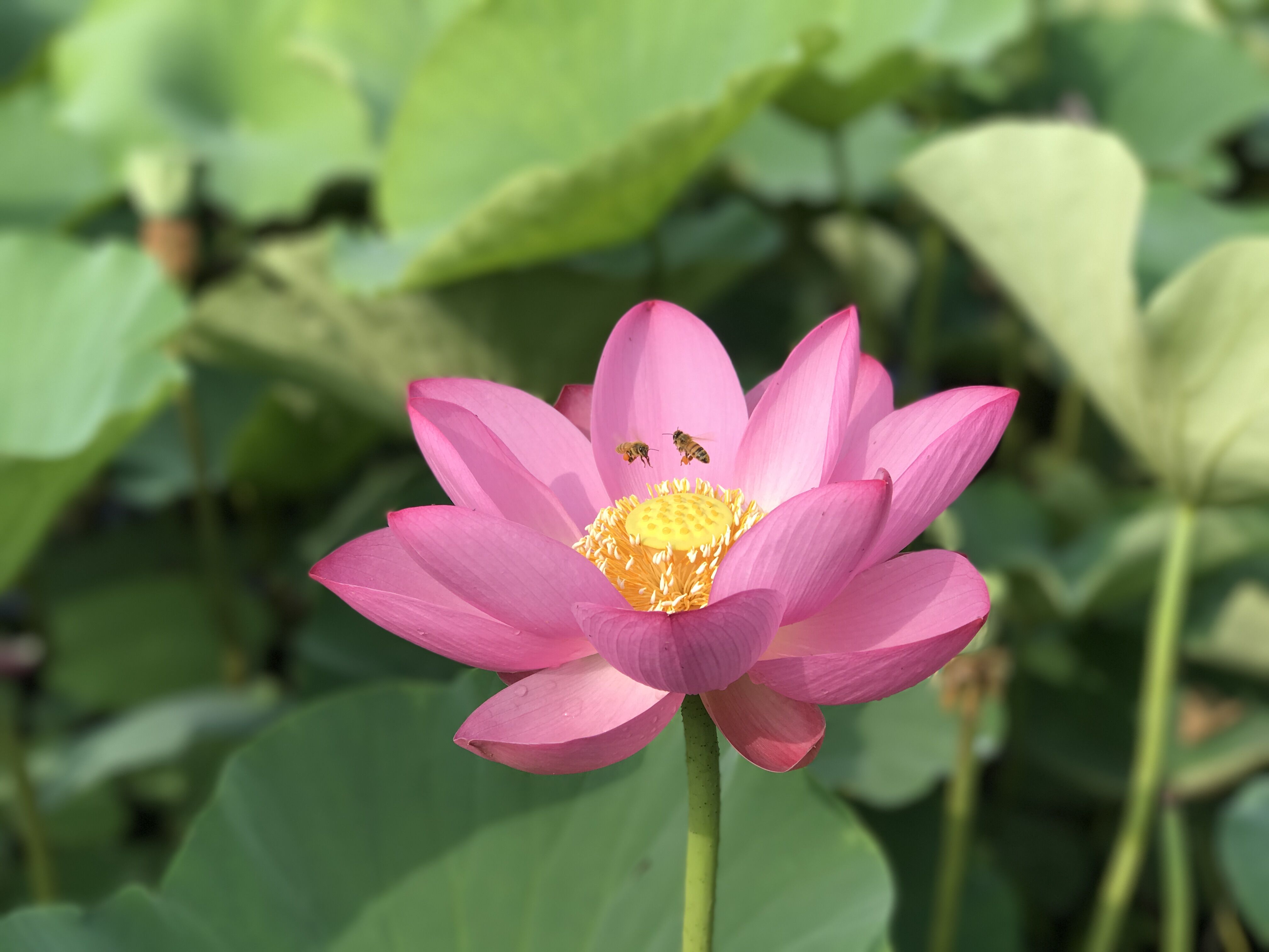 荷花摄影美图4K壁纸_10716