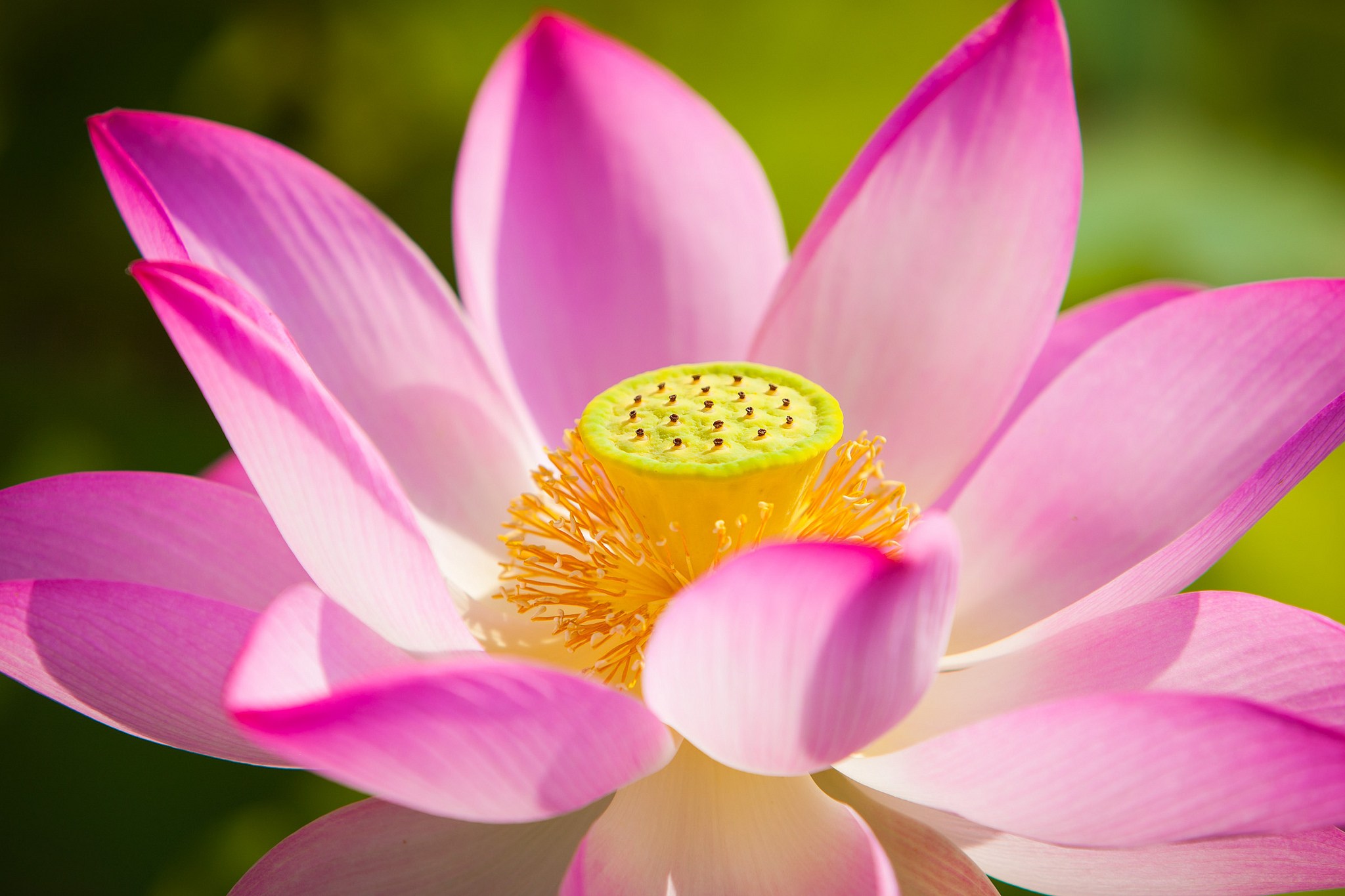 莲花的花瓣摄影图片_3349