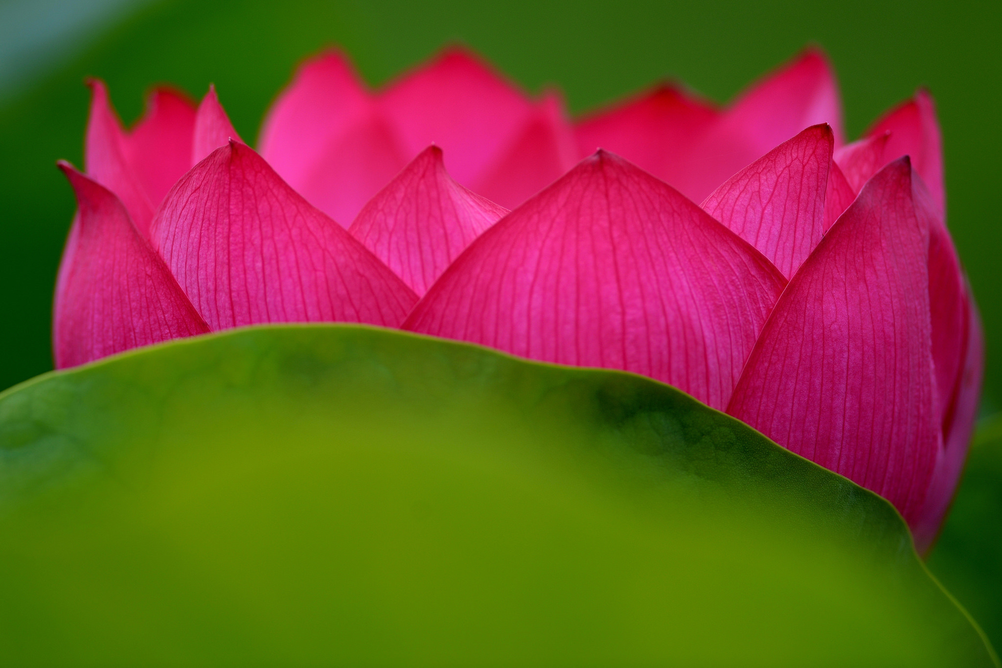 莲花花瓣摄影图片_3770