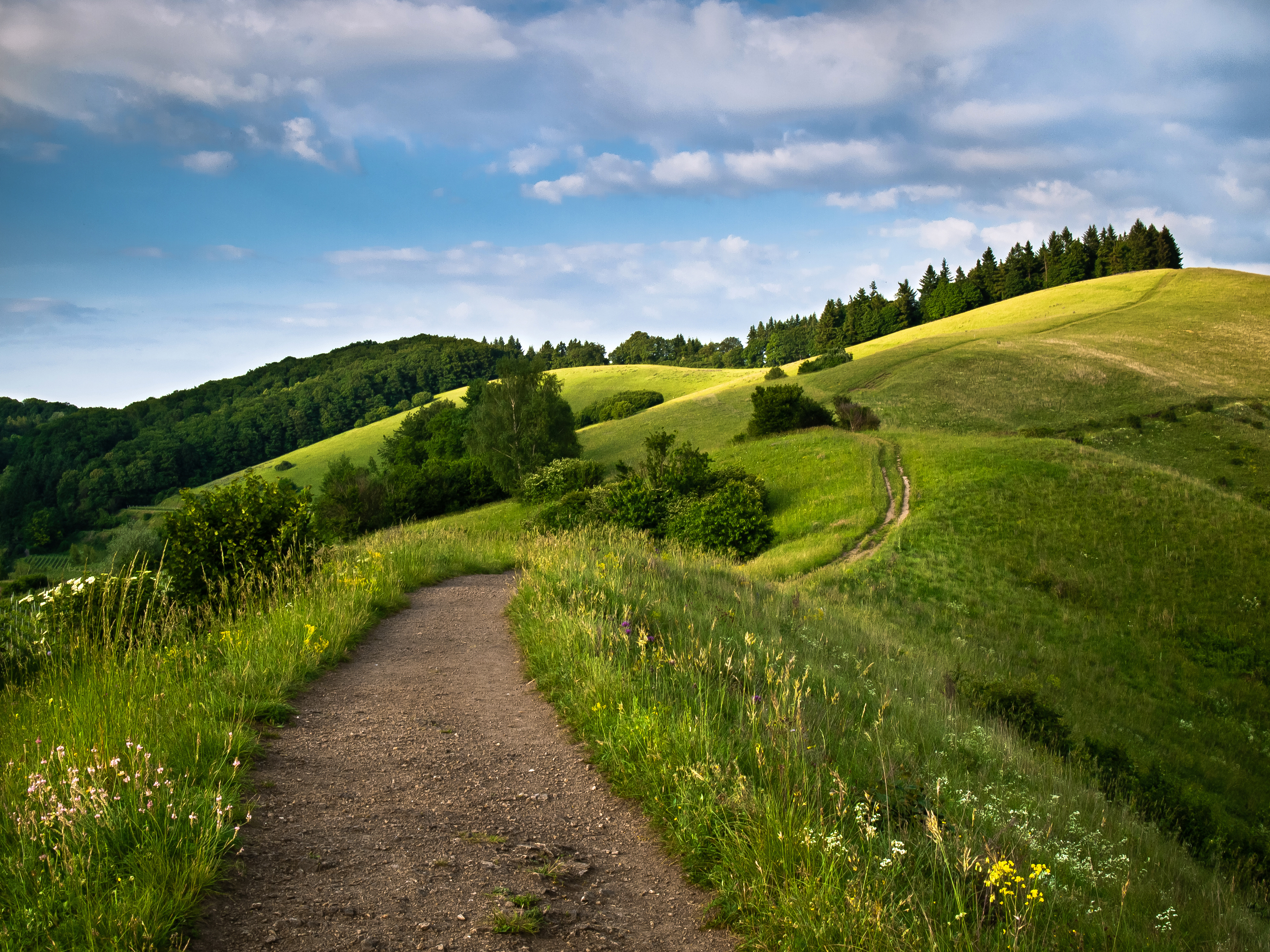 道路 天空 草地 云 树_7117