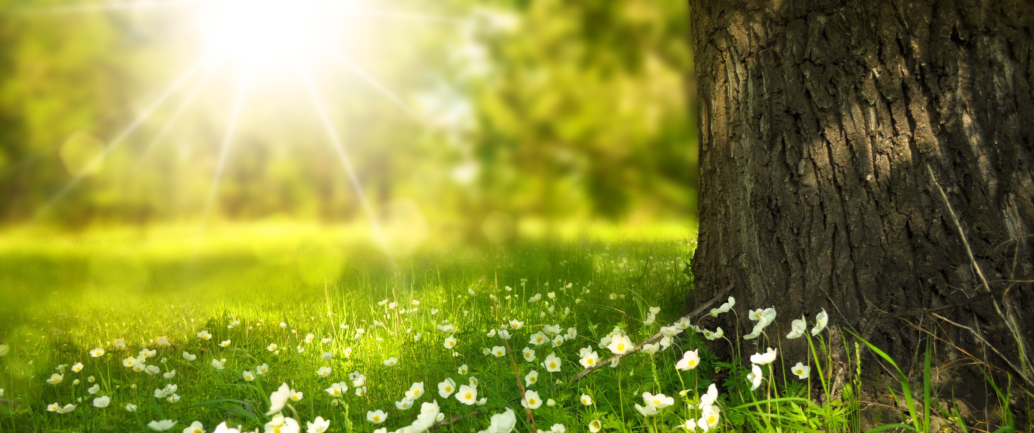 阳光树林草地鲜花3440x1_16348