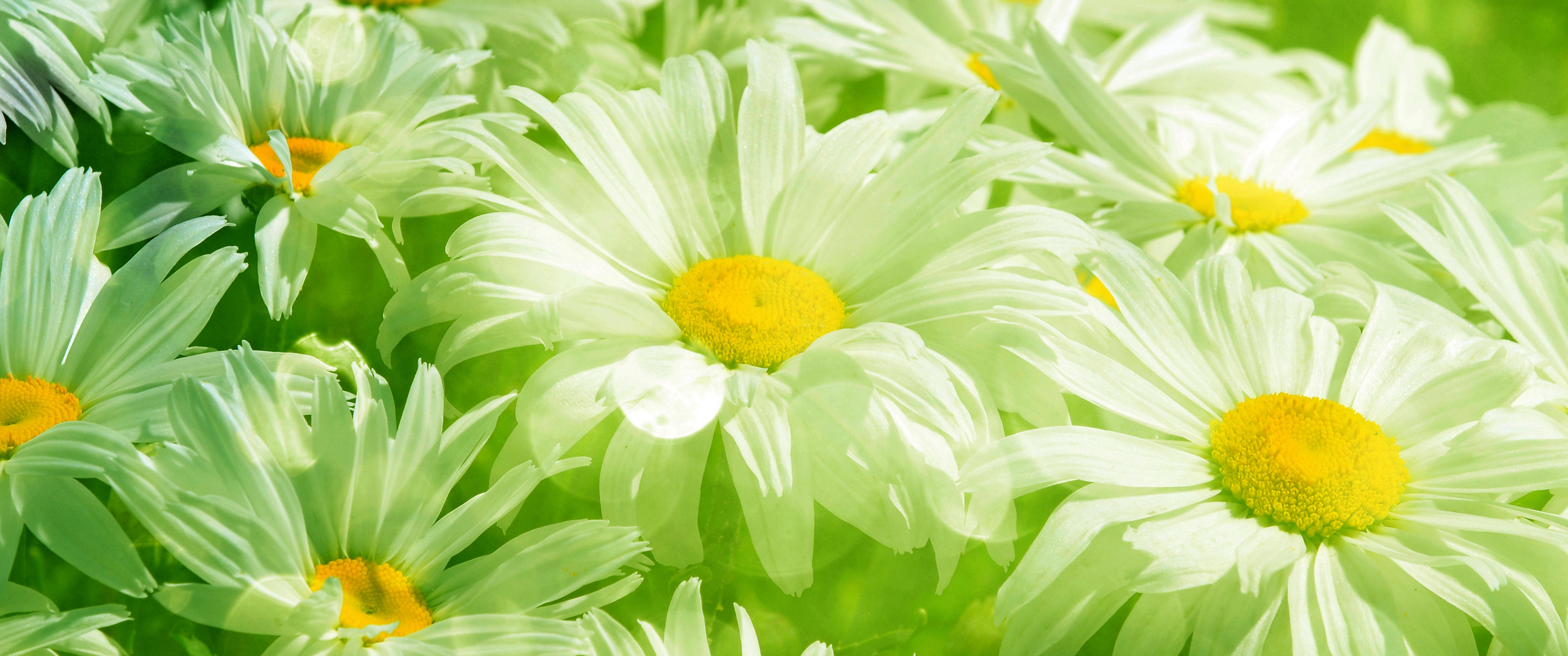 雏菊 美丽鲜花3440x1440_19997