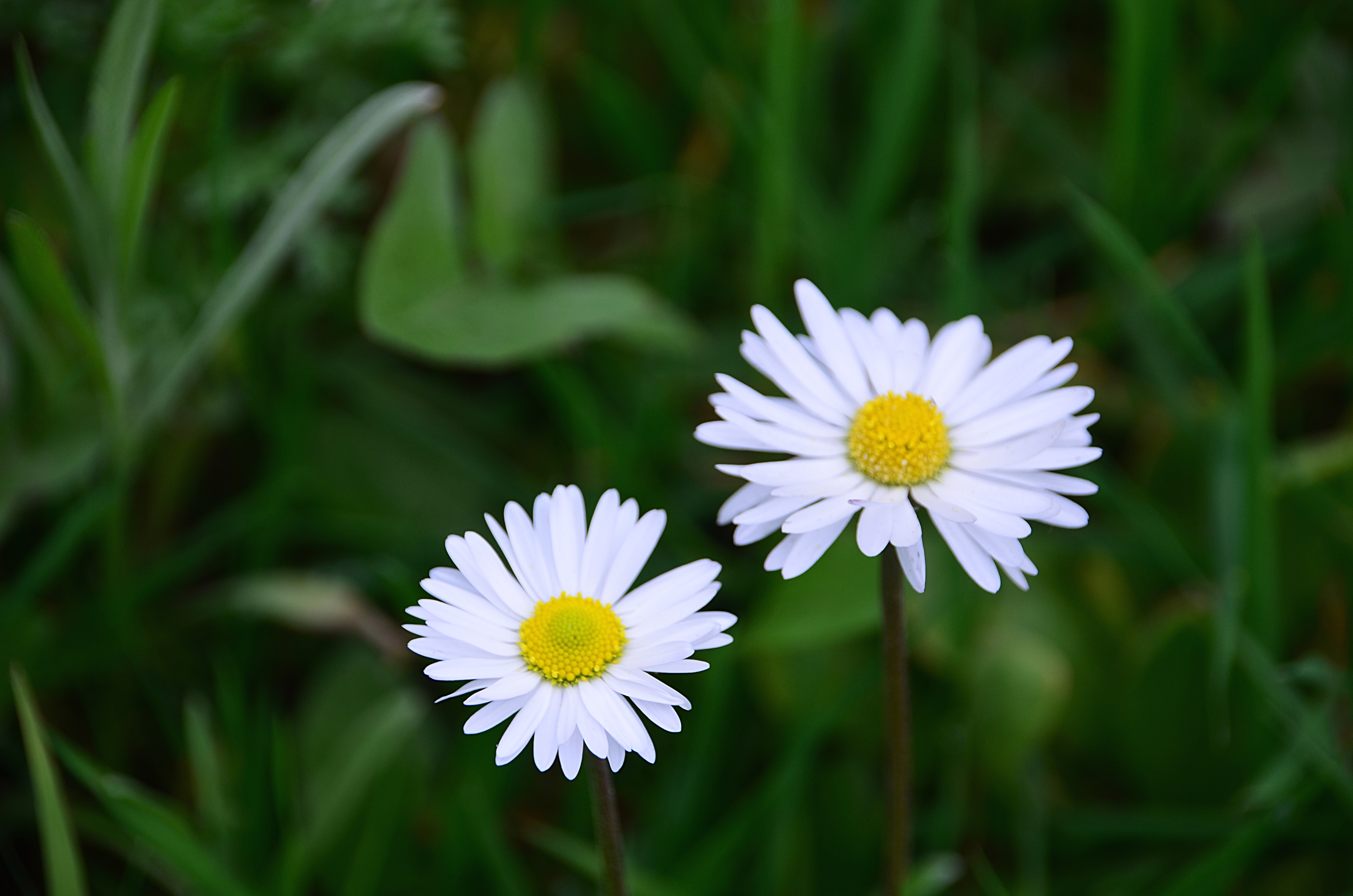 雏菊 鲜花 4K壁纸_11158