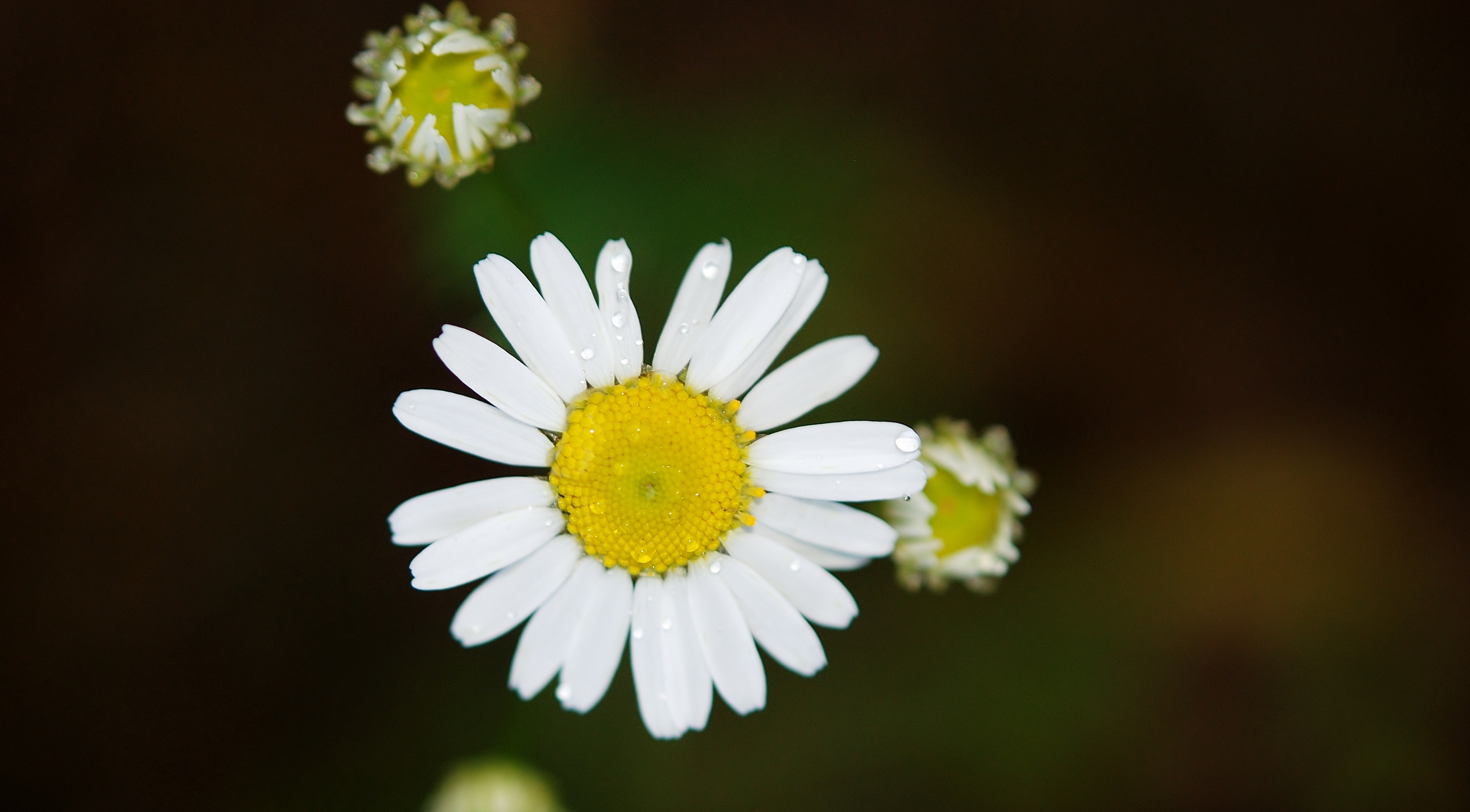 雏菊花 鲜花 野生花卉_8838