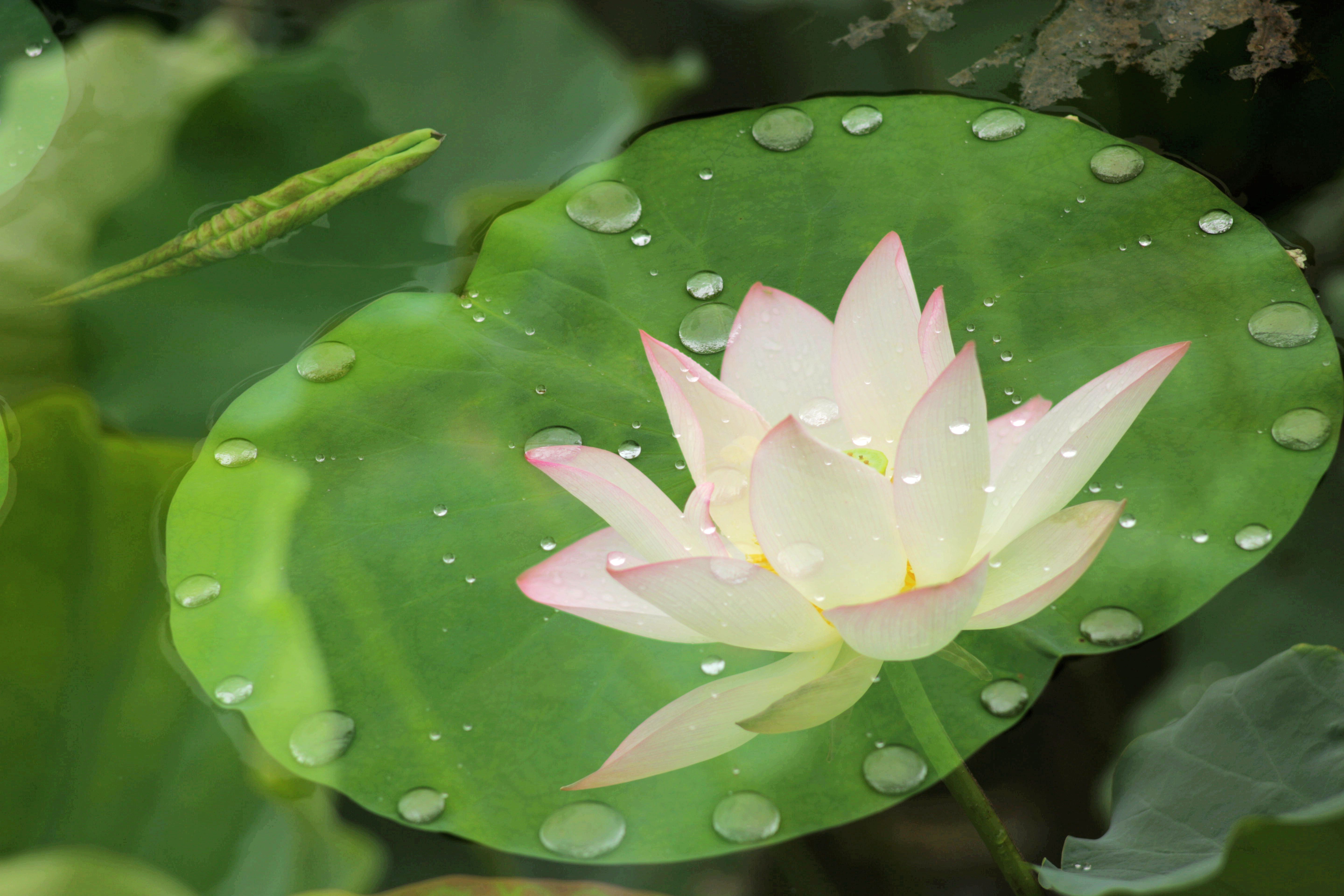 雨后清荷摄影图片_3635