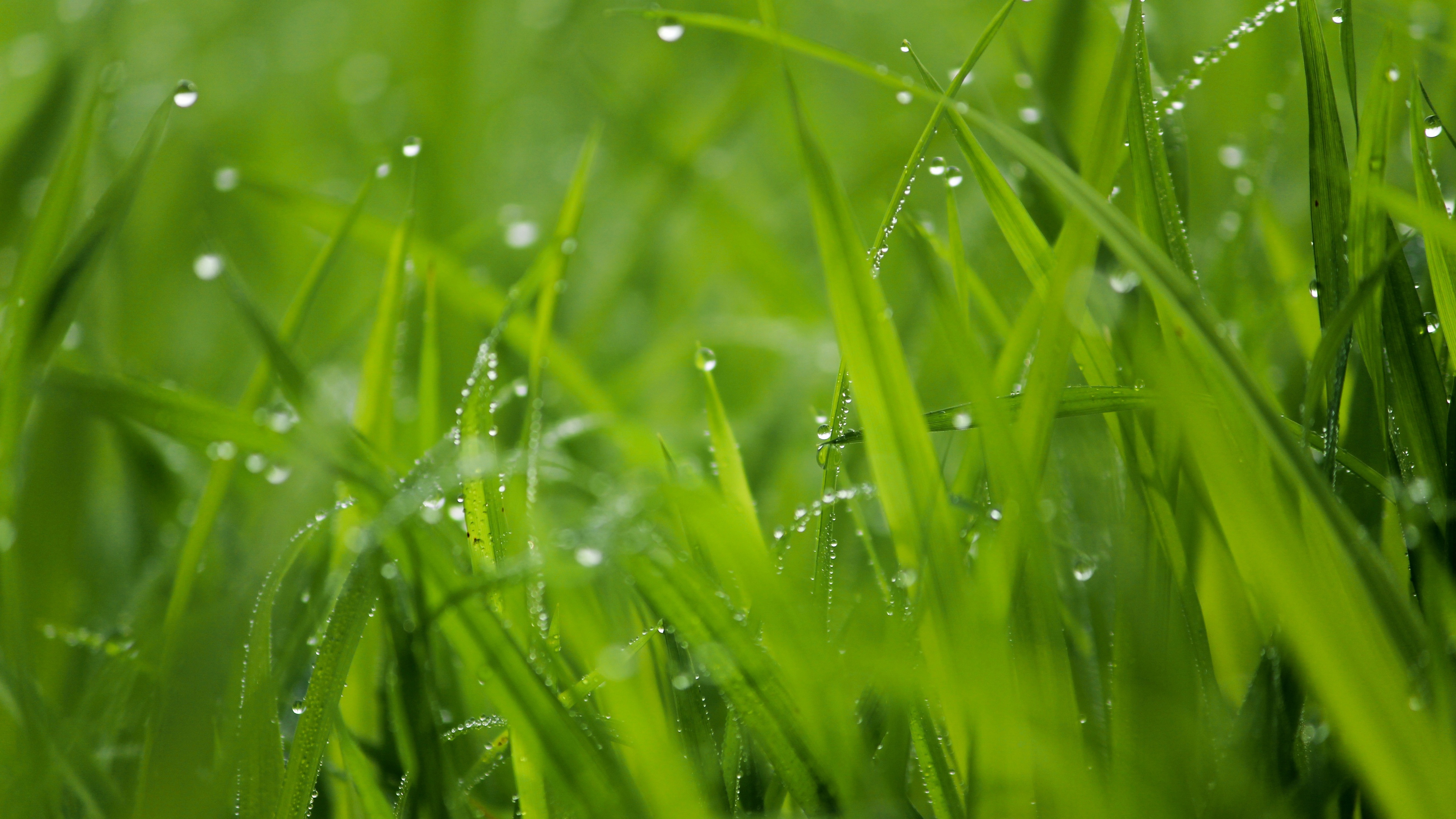 雨滴 绿色植物叶子 4k壁_5852
