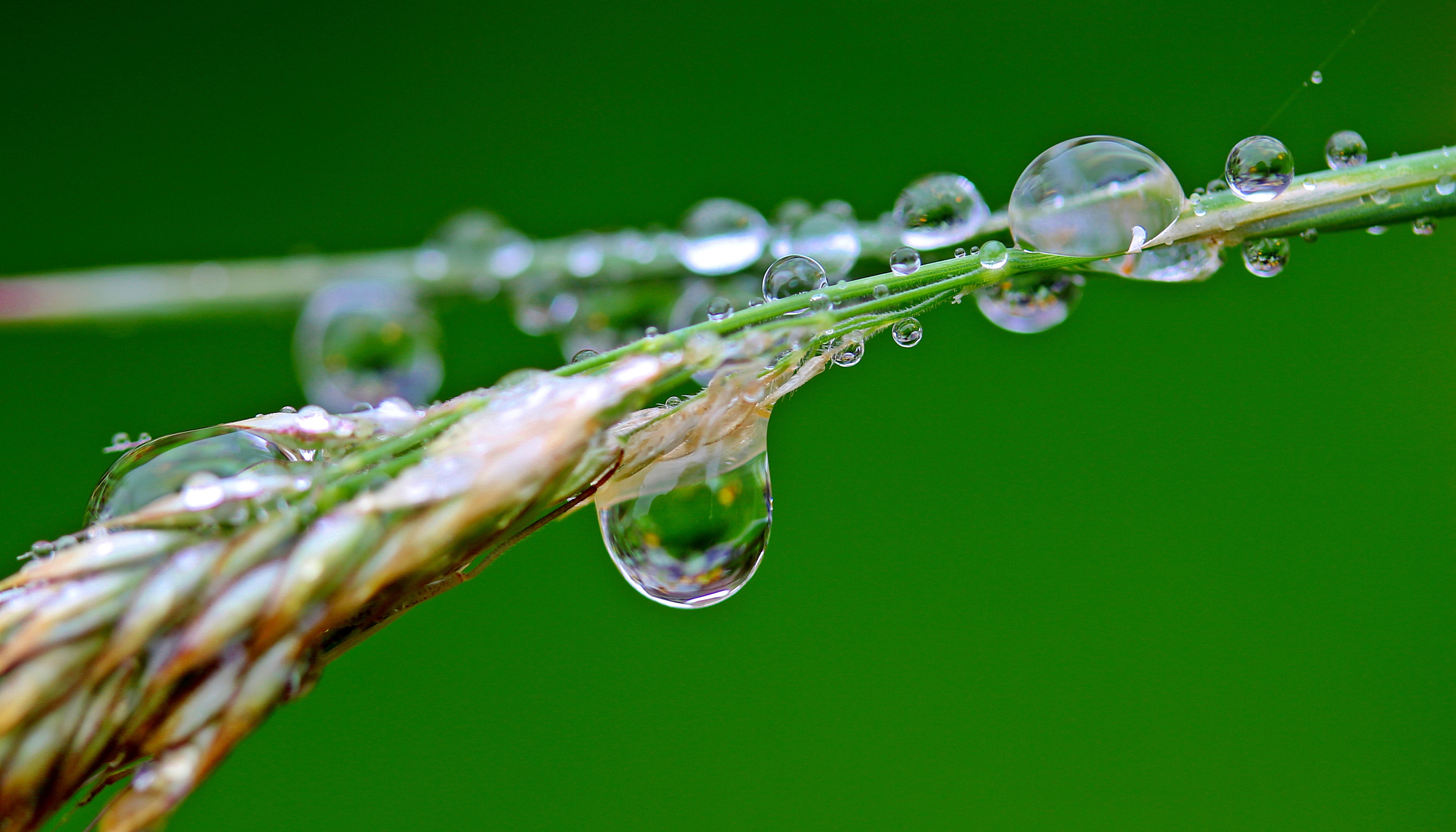 雨滴 雨水 植物 草 4K壁_8656