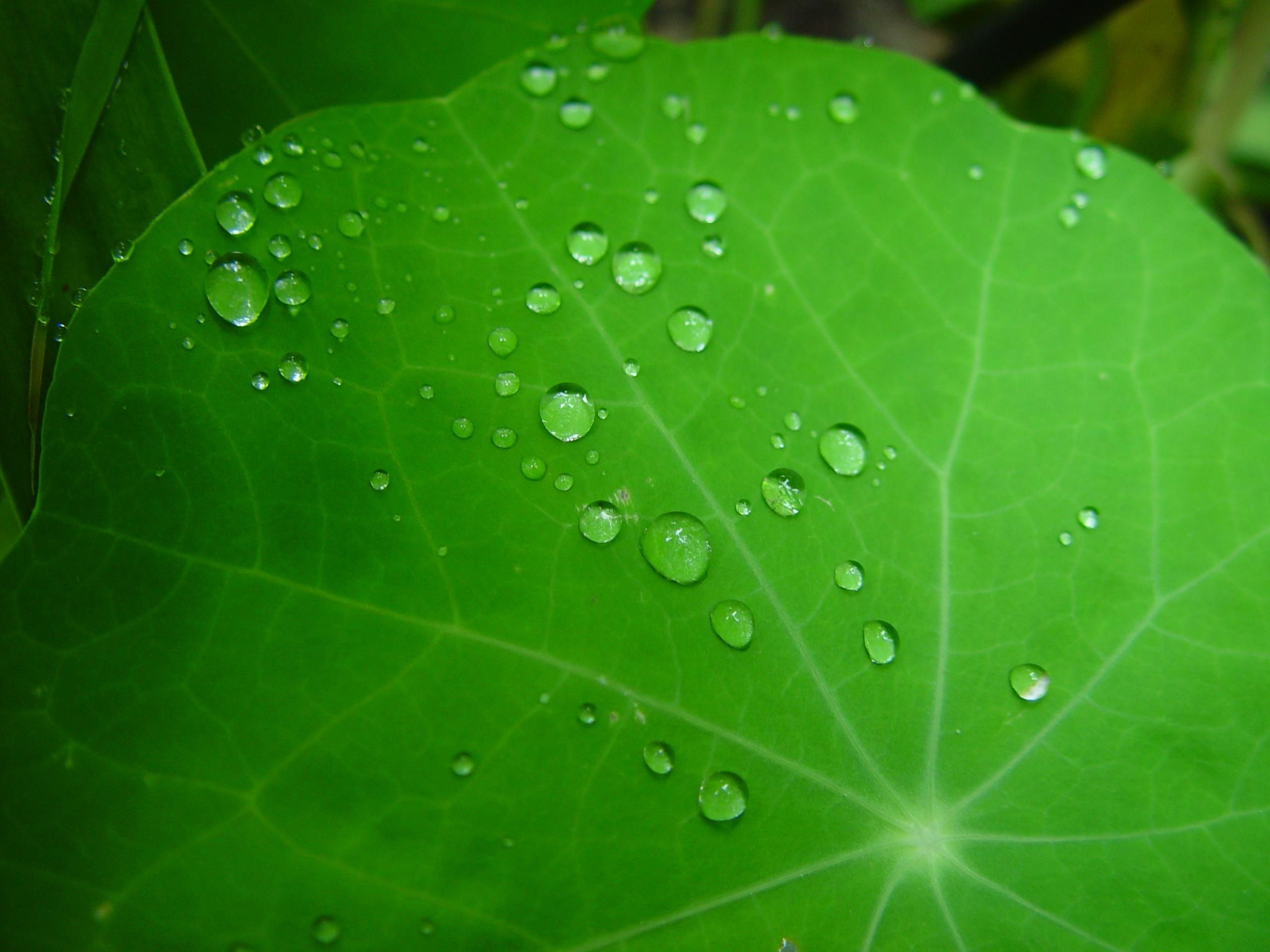 雨点 叶 金莲花 植物 绿_11198
