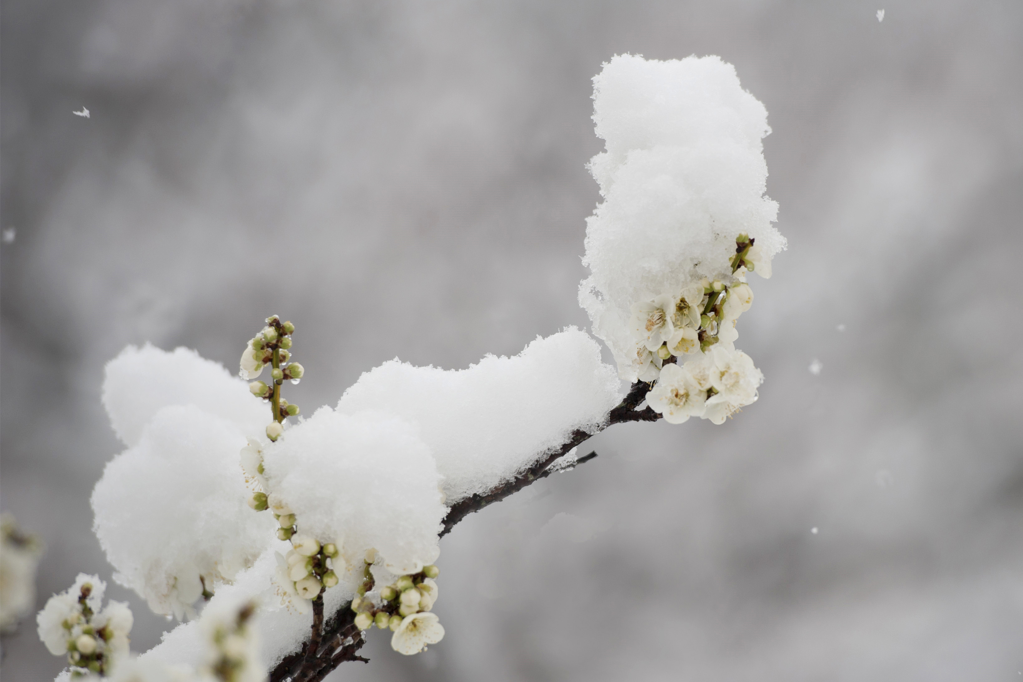 雪中白色梅花图片_4242