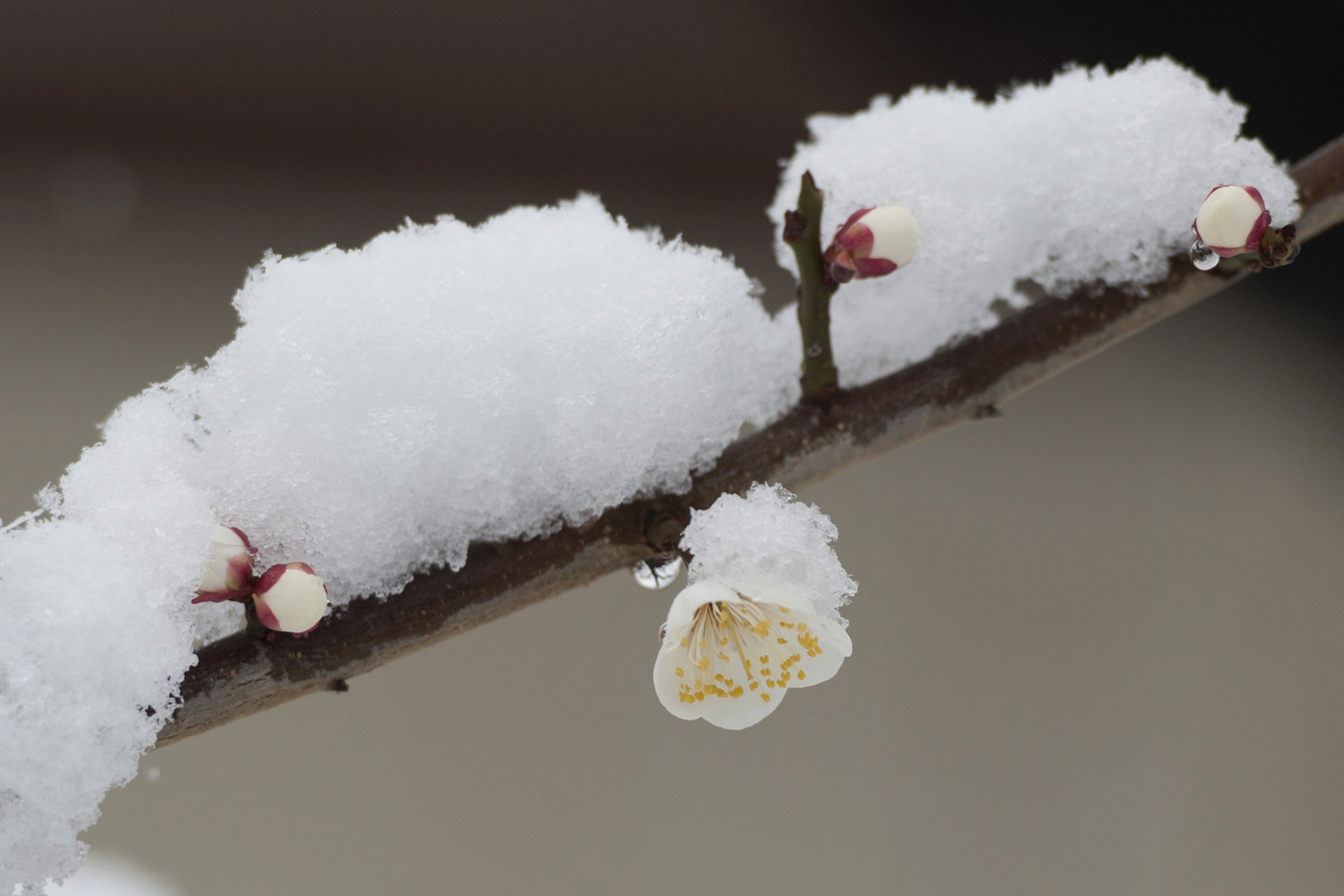雪中的梅花摄影图片_4243