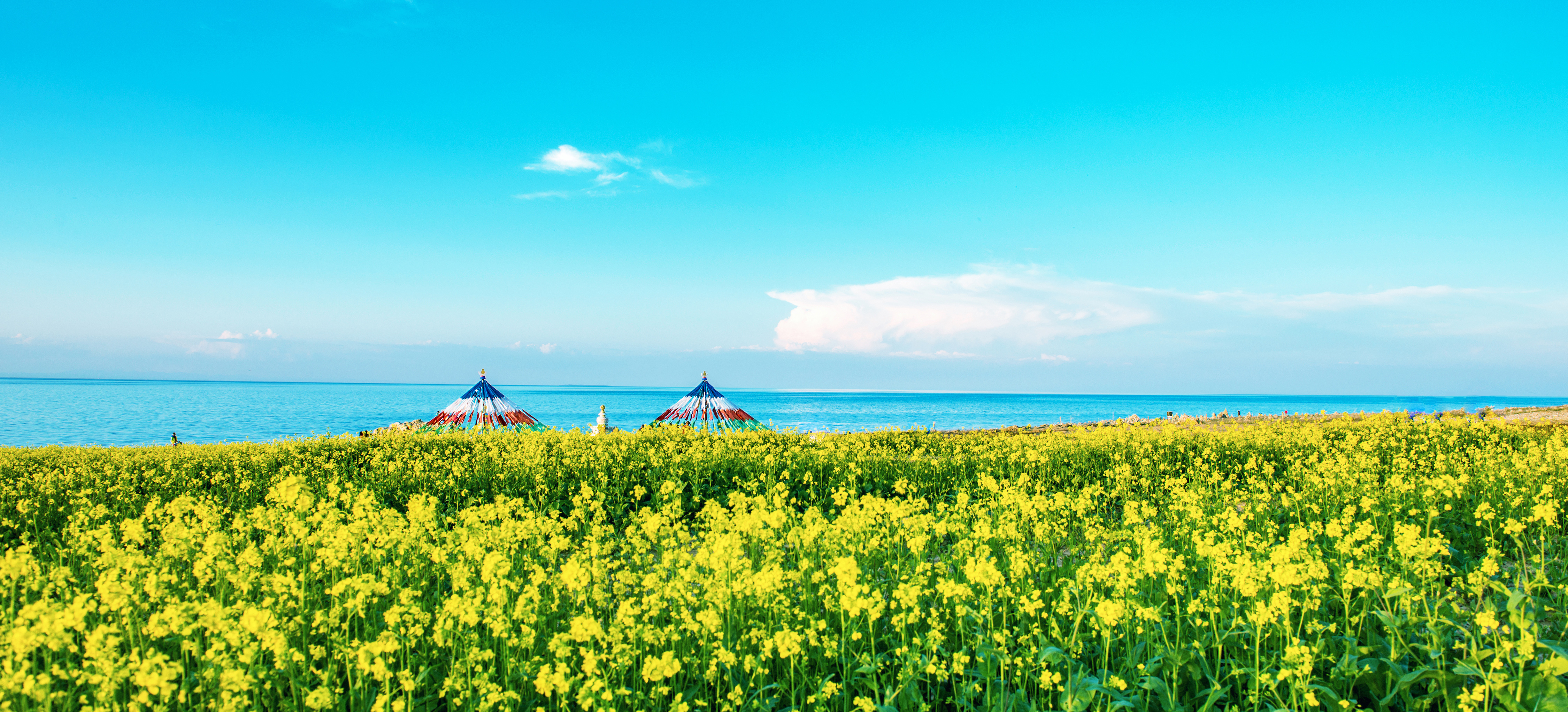 青海湖畔油菜花4k风景图_5579