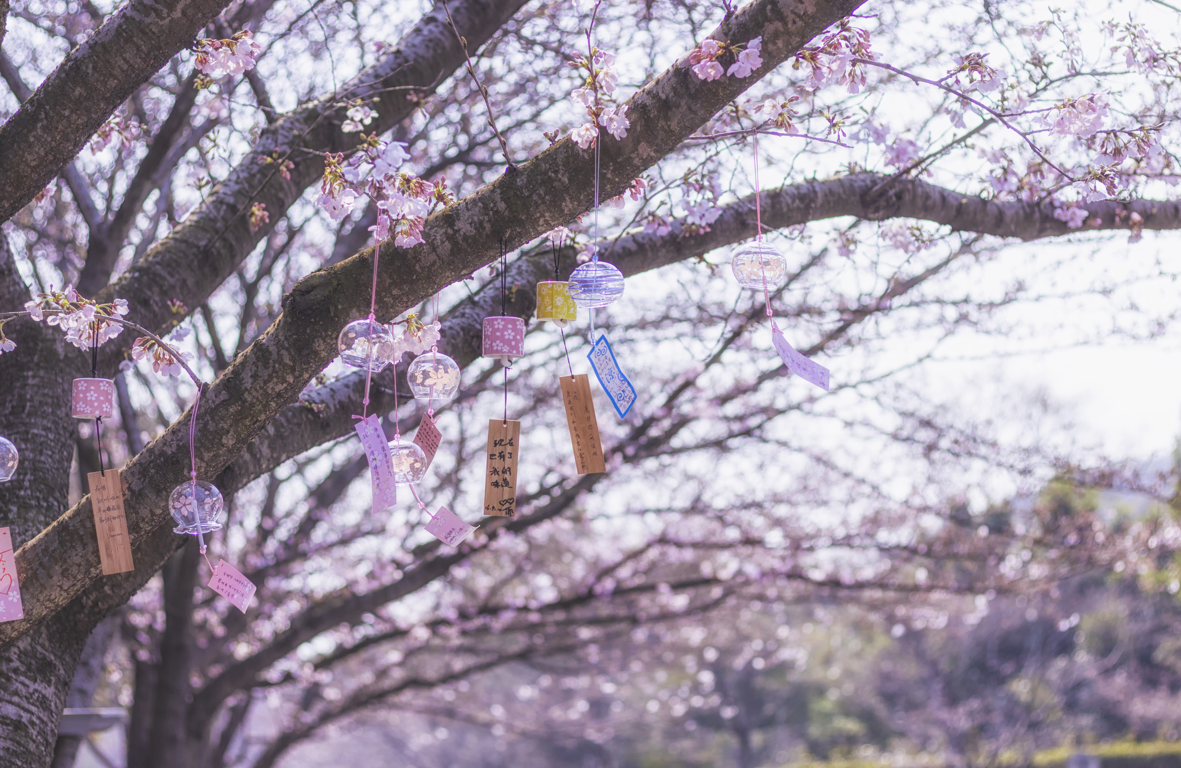 风铃樱花4k风景图片_5571