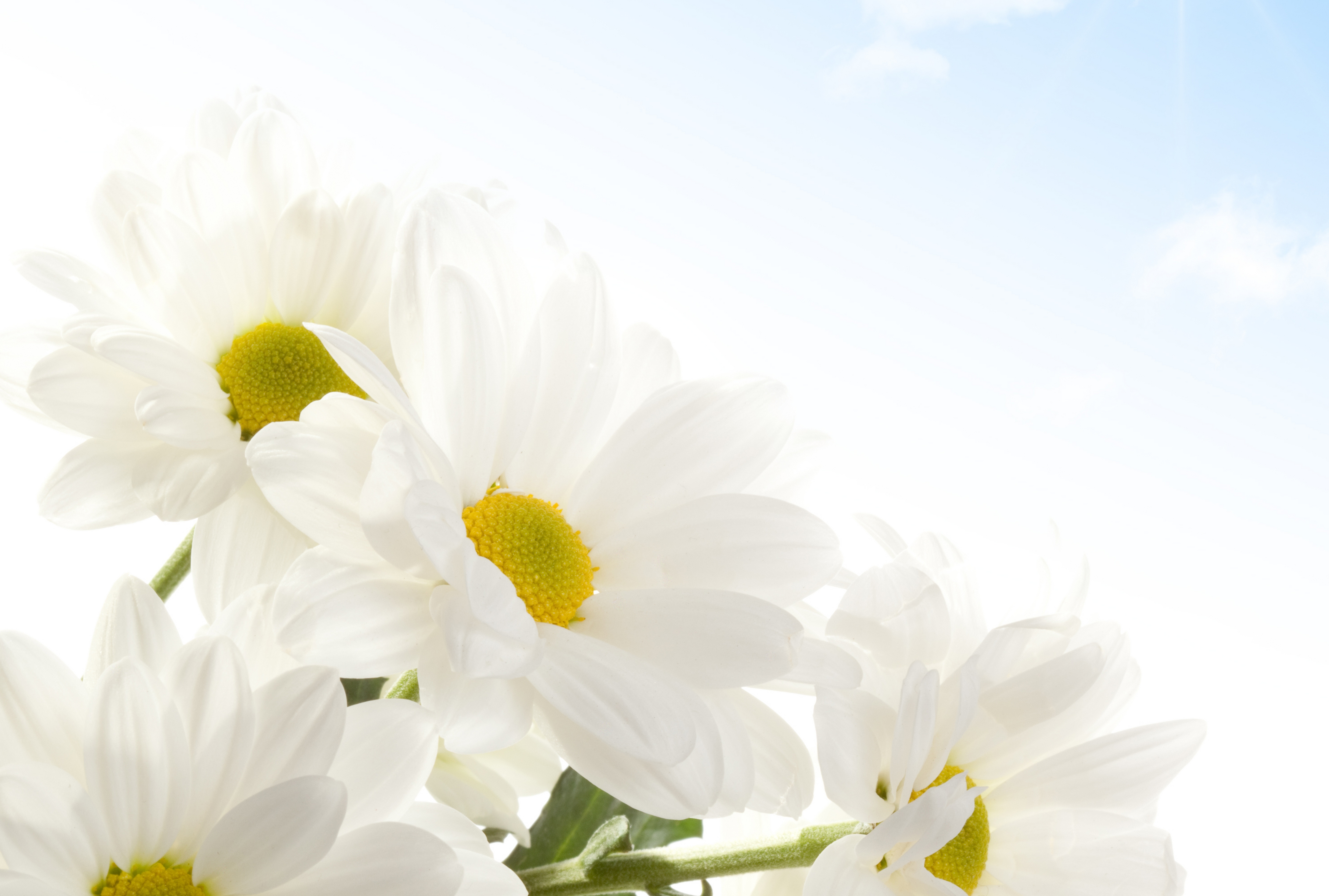 鲜花 雏菊 云 5K背景图_12701