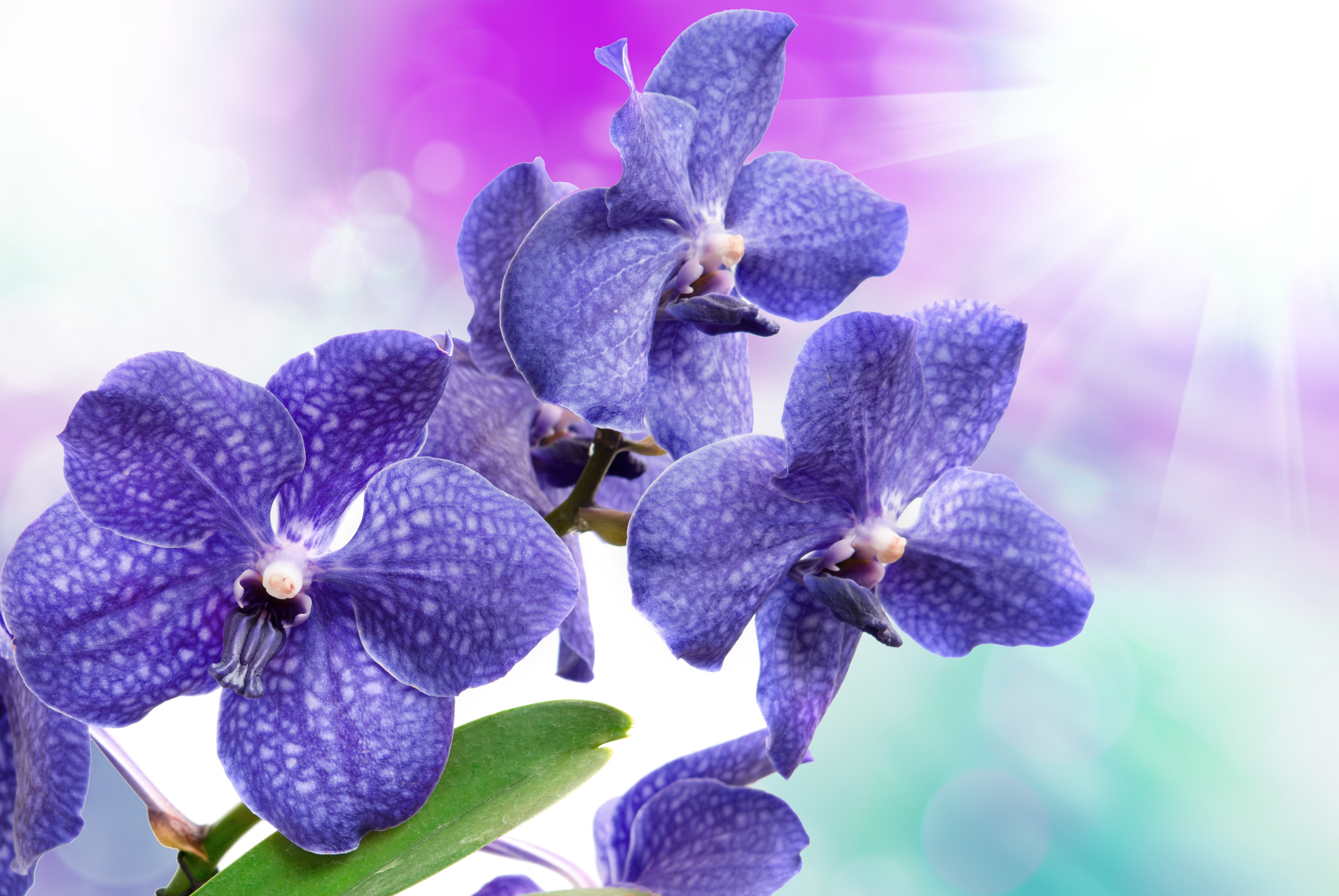 鸢尾 蓝色花朵鲜花4k图_5652