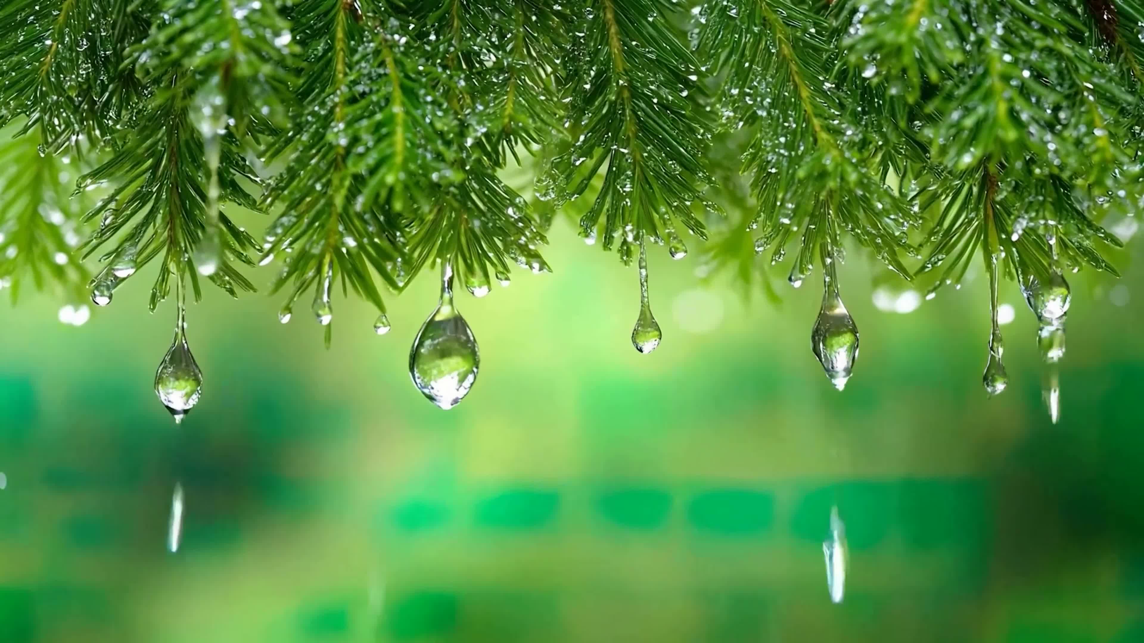 雨天树木