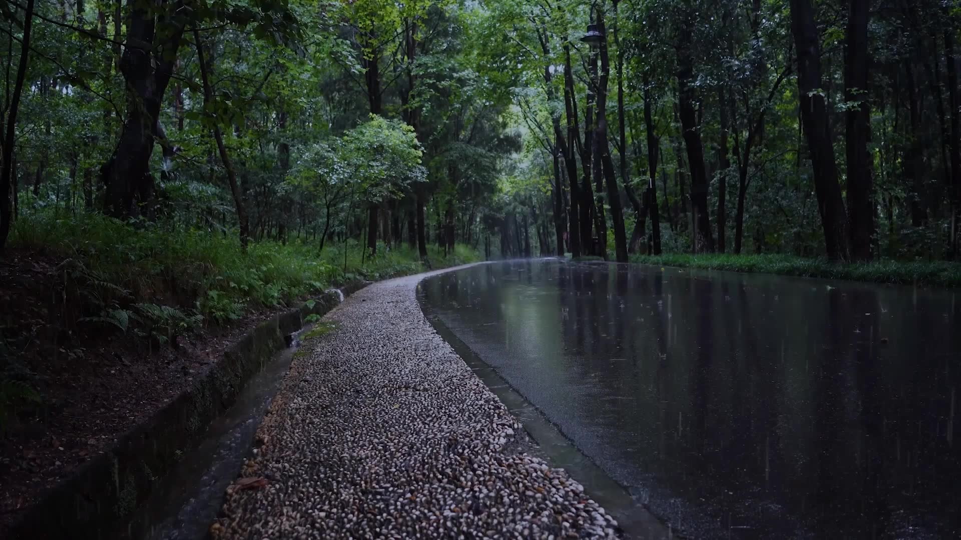 森林公路的雨天