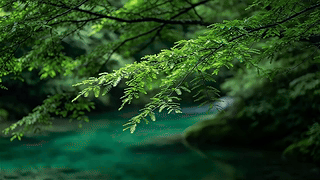 护眼森林溪流