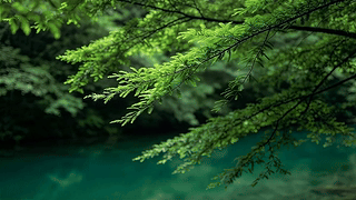 满眼苍翠